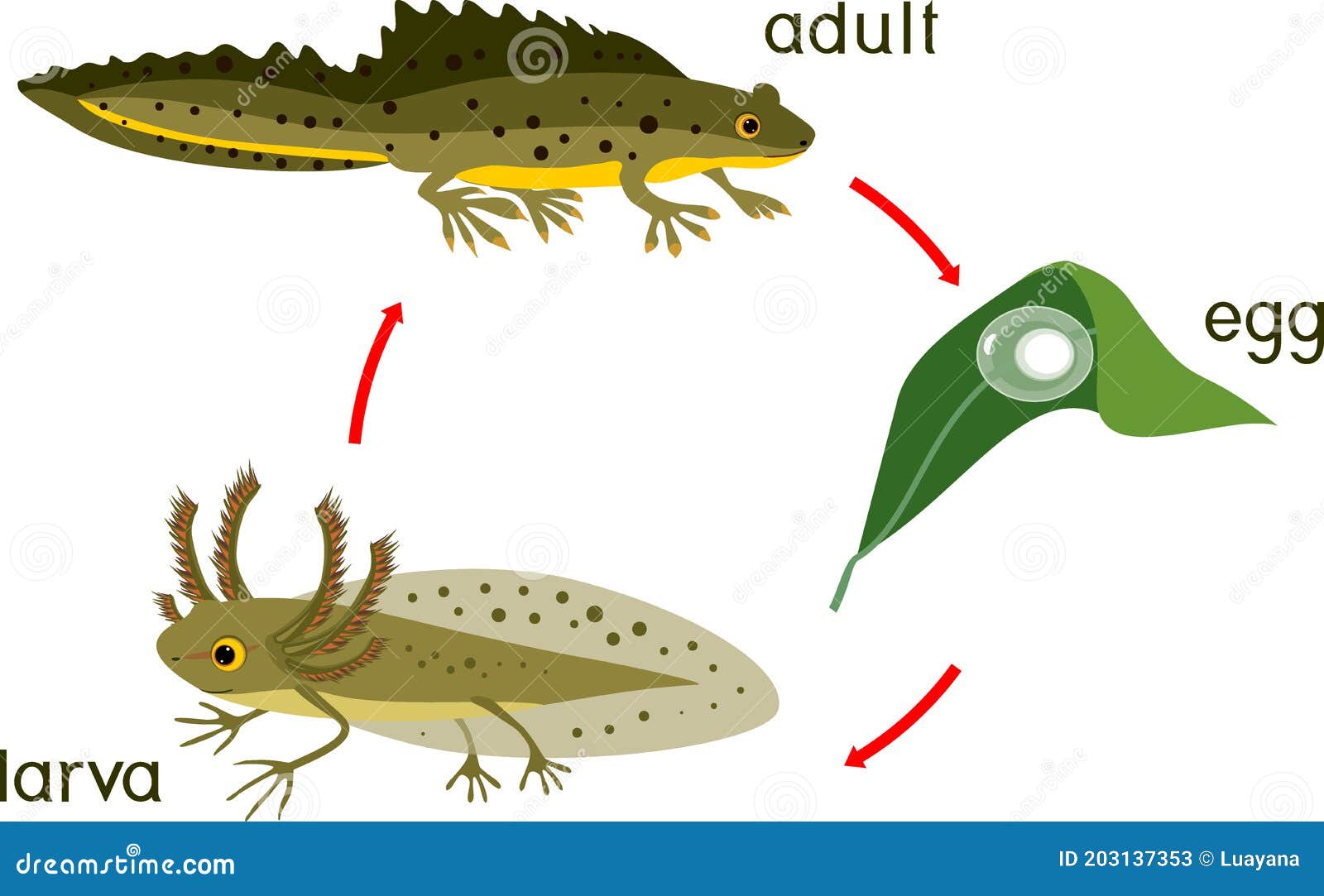 life cycle of a salamander