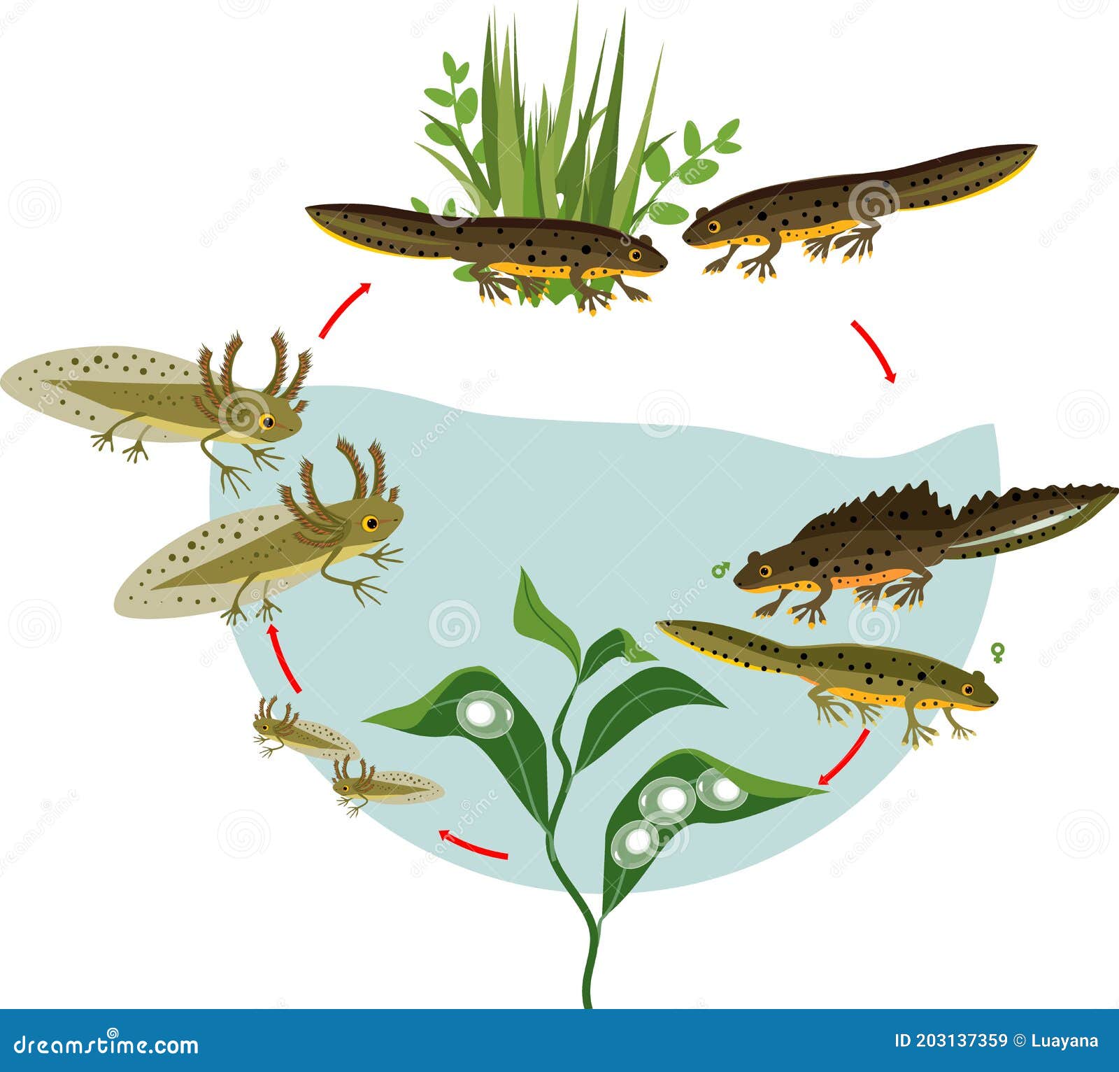 life cycle of a salamander