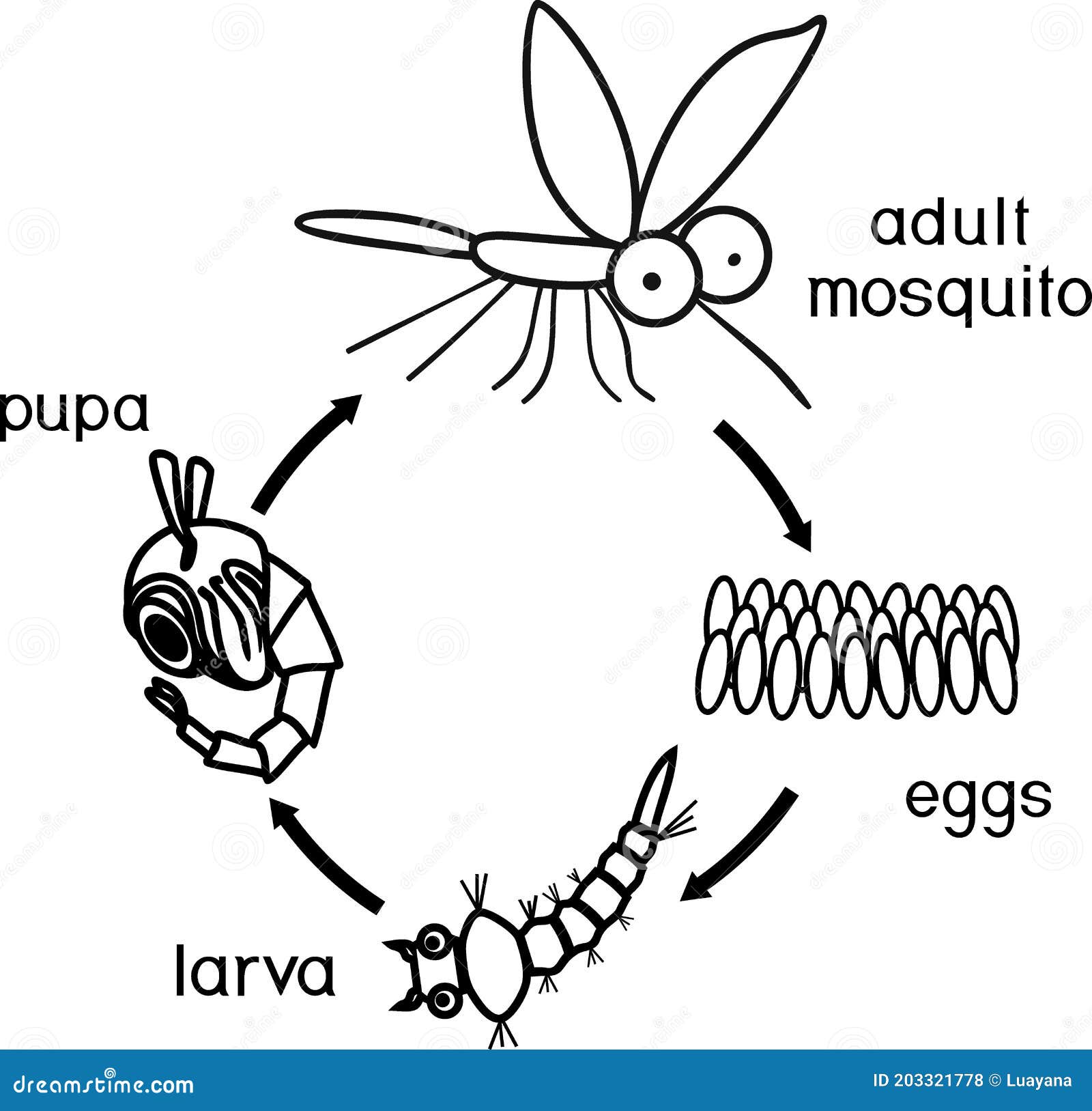 Какой тип развития у комара. Цикл развития москита схема. Схема развития комара. Схема развития комара для 1 класса. Схема развития комара и мухи для 1.