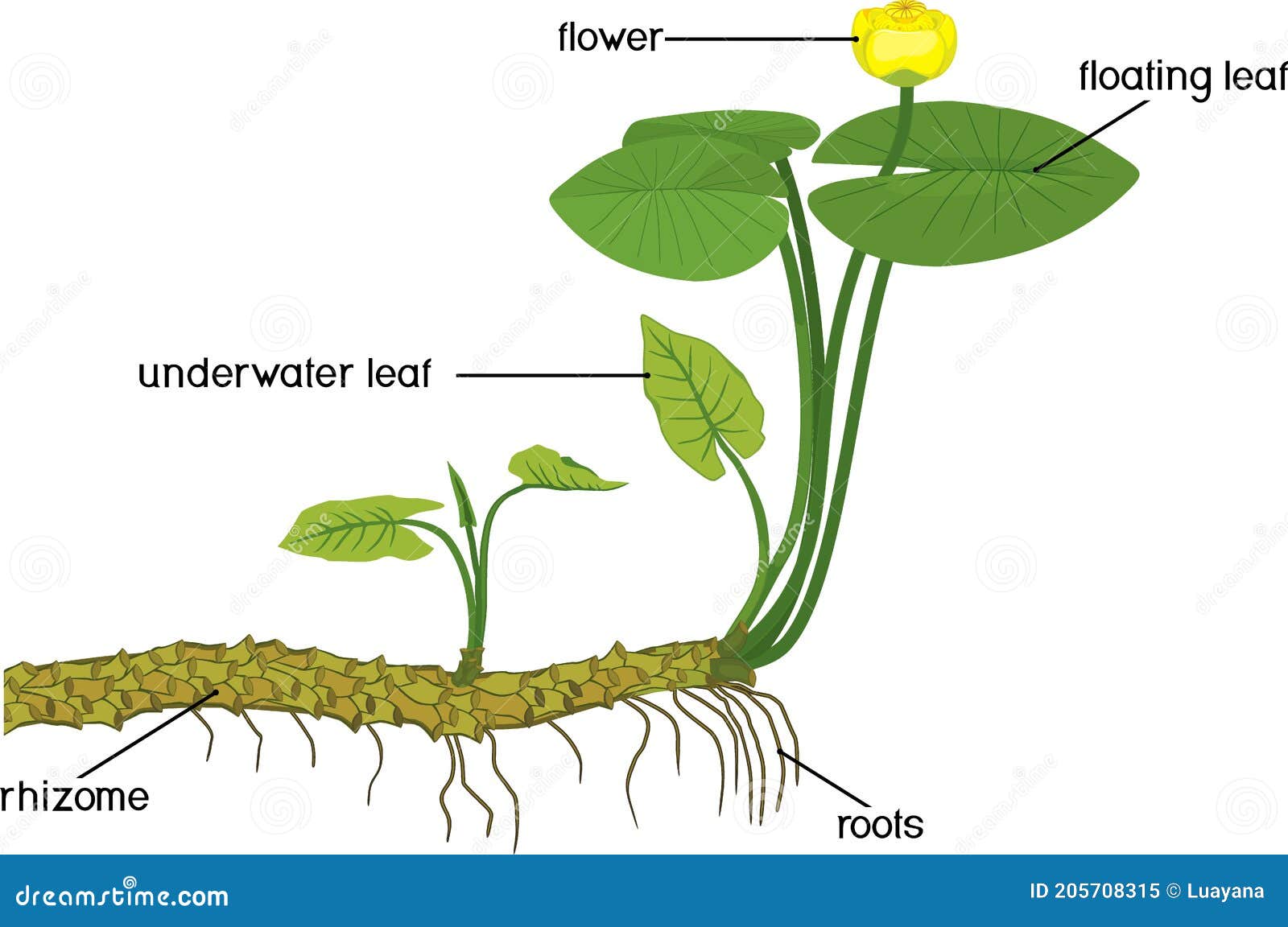 Parts of Plant. Structure of Yellow Water-lily Nuphar Lutea Plant ...