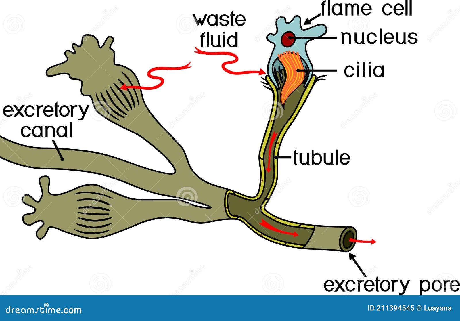 protonephridia platyhelminthes toxoplazma és kezelés