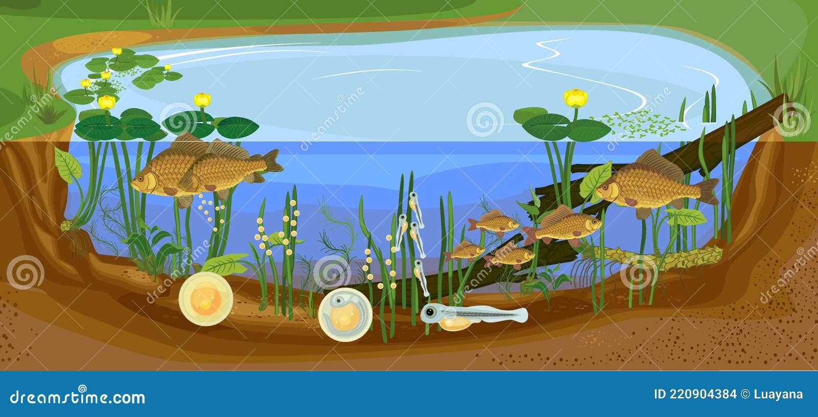 Ecosystem of Pond and Fish Life Cycle. Sequence of Stages of Development of  Crucian Carp Carassius Freshwater Fish Stock Vector - Illustration of  ecosystem, crucian: 220904384