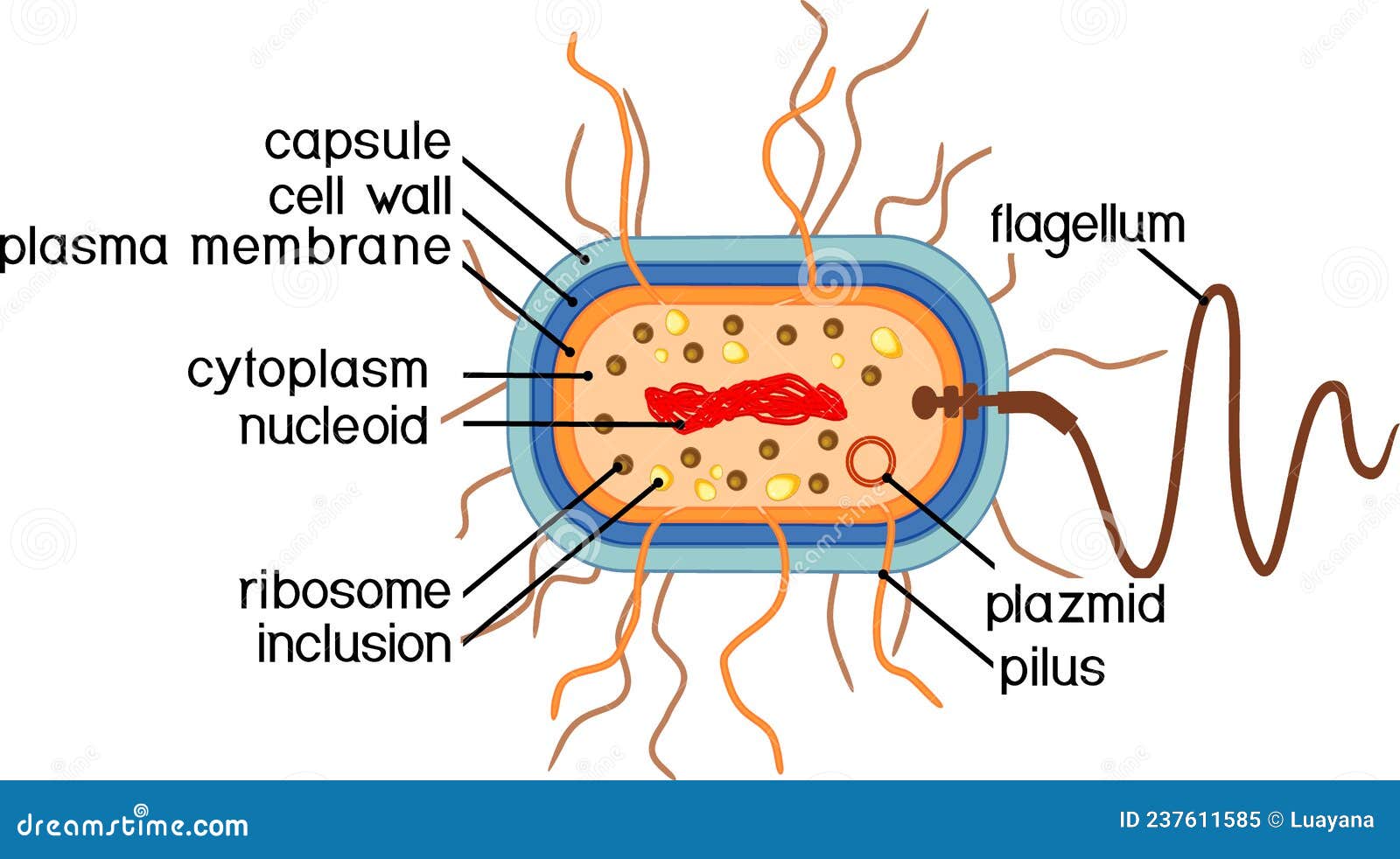 Питание клетки бактерии. Нуклеоид бактерий. Bacterial Cell structure. Капсула бактериальной клетки. Функция нуклеоида бактериальной клетки.