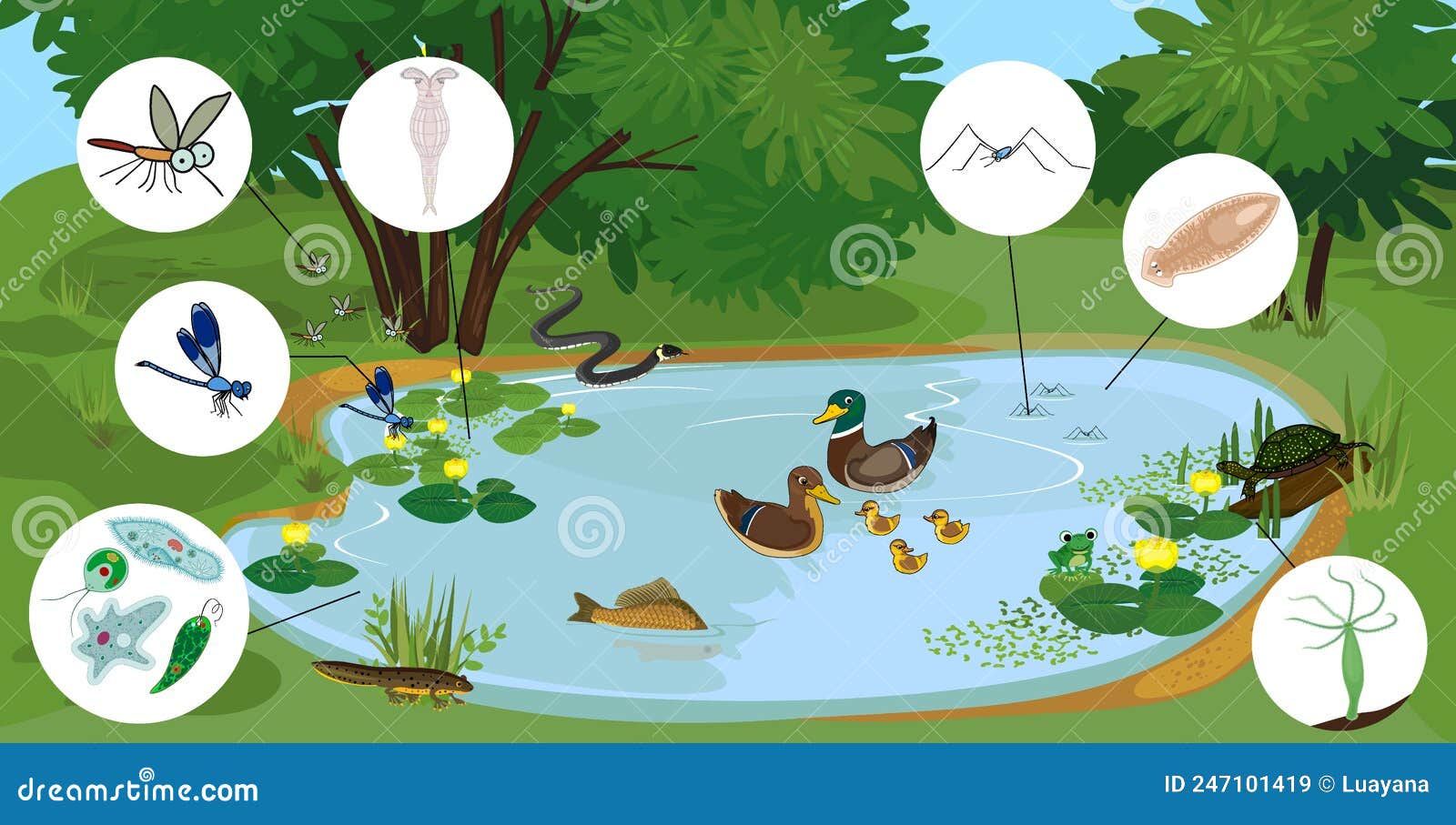 Ecosystem Pond Different Animals Birds Insects Stock Vector (Royalty Free)  2155414197 | Shutterstock