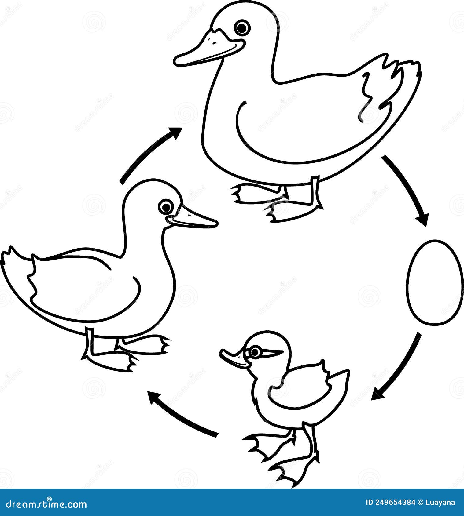 Hand drawn duck life cycle Royalty Free Vector Image