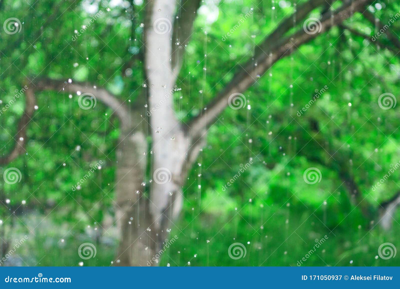 Дождь на солнце весной или летом пользуются расслабляющей природой Стоковое  Изображение - изображение насчитывающей трава, дождь: 171050937