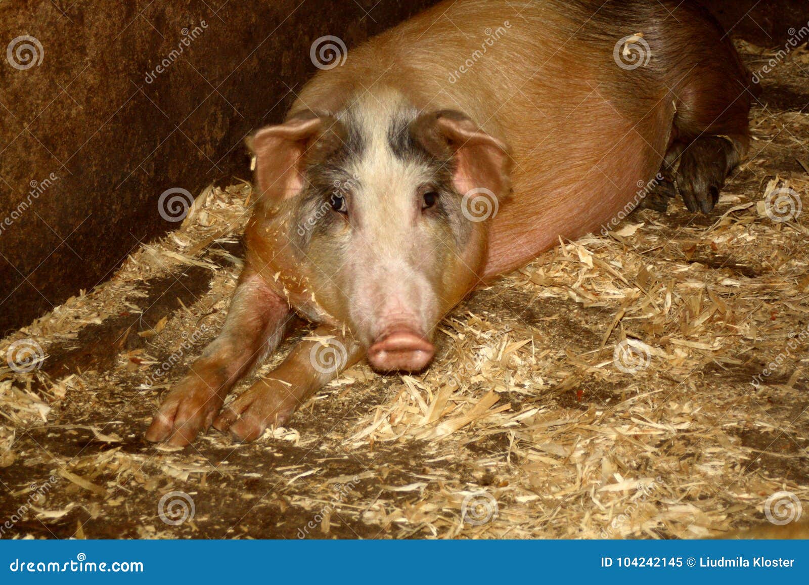 Домашние свиньи с плоской заплатой Стоковое Изображение - изображение  насчитывающей штанги, больш: 104242145