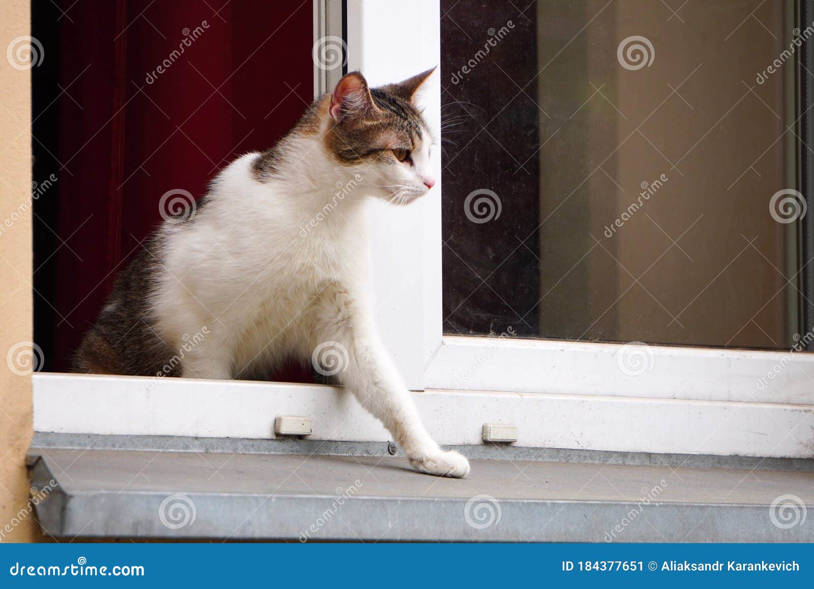 Кошка Фото Животного Домашняя Кошка Фото Животного Домашняя
