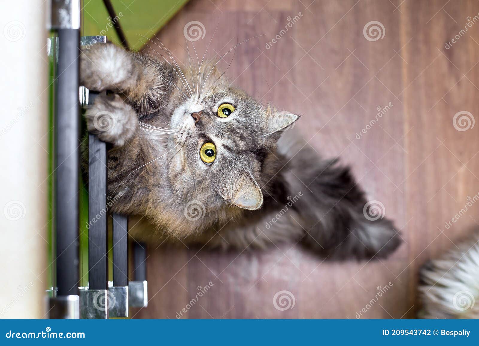 Кошка Фото Животного Домашняя Кошка Фото Животного Домашняя