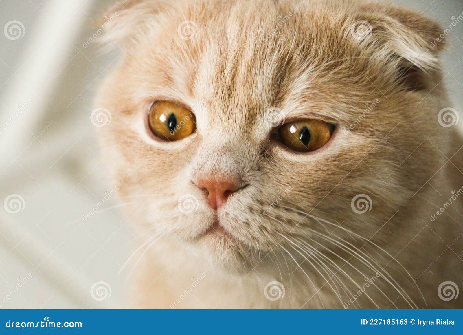 домашняя рыжая кошка со светлыми глазами, сидящая на стуле Стоковое  Изображение - изображение насчитывающей пушисто, любимчик: 227185163