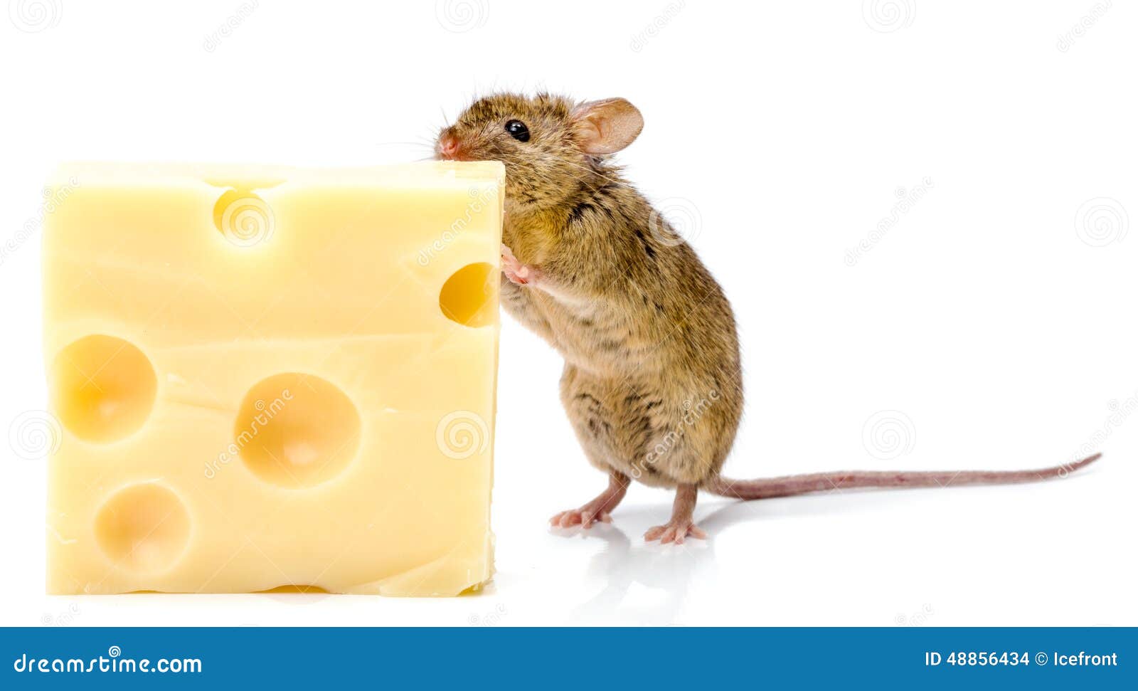 Про мышей и сыр. Мышь ест сыр. Домовая мышь ест сыр. Mus musculus домовая мышь. Лабораторная мышь (mus musculus).