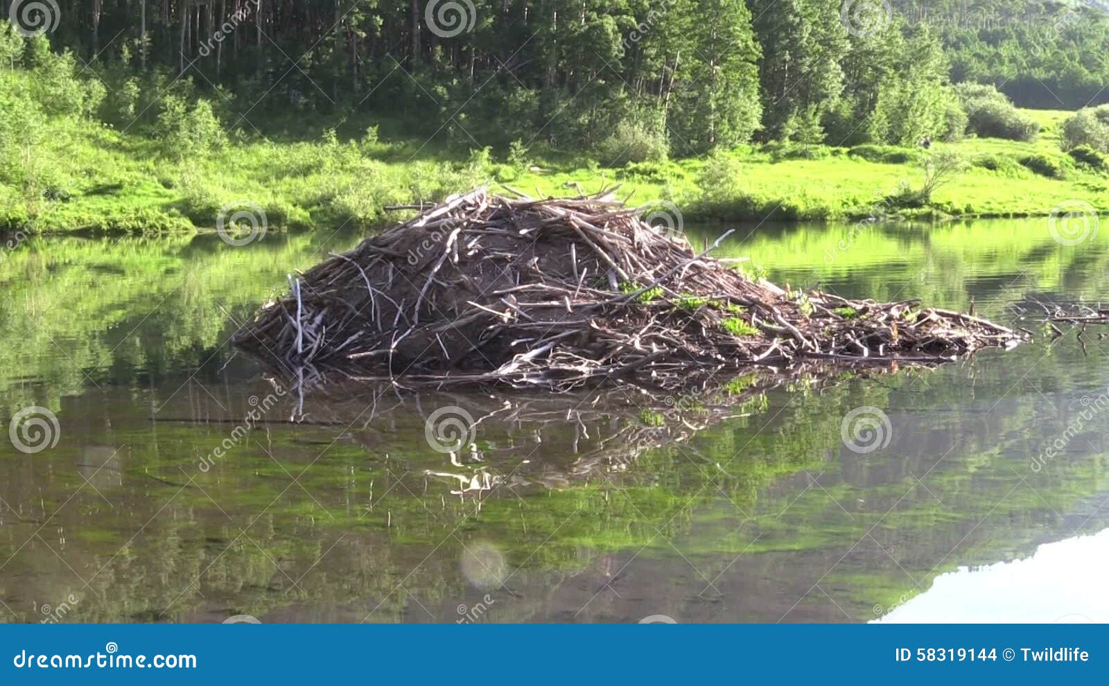 Дом бобра