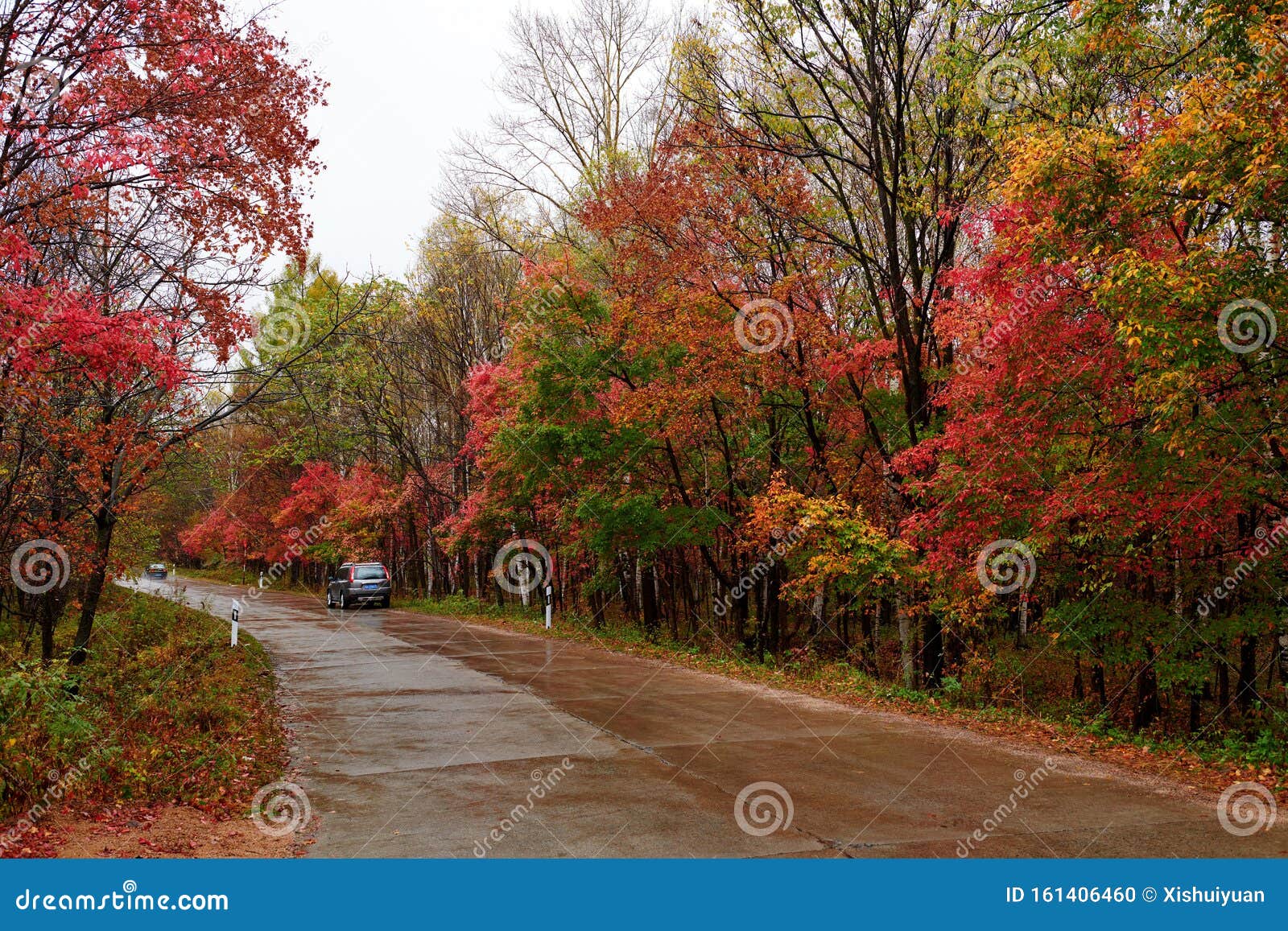 Дождь В Осеннем Лесу Фото