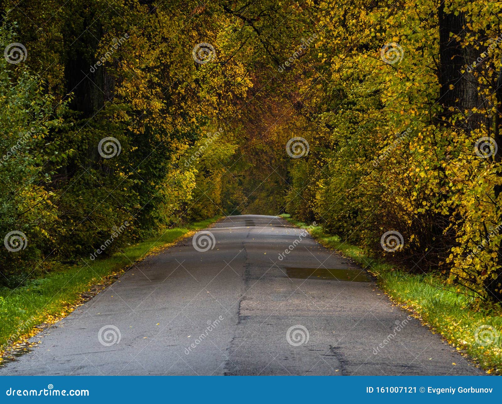 Дождь В Осеннем Лесу Фото