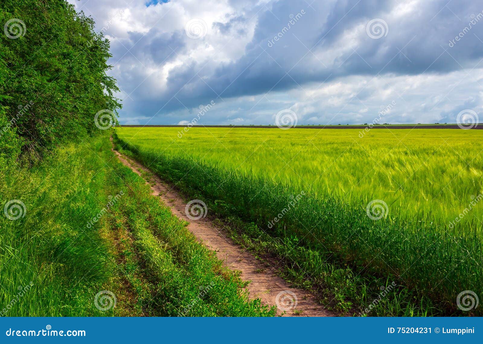 Поле с дорогой. Вдоль через поля идет дорога. Красивые дороги. Дорога вдоль пшеничного поля. Широкая дорога.