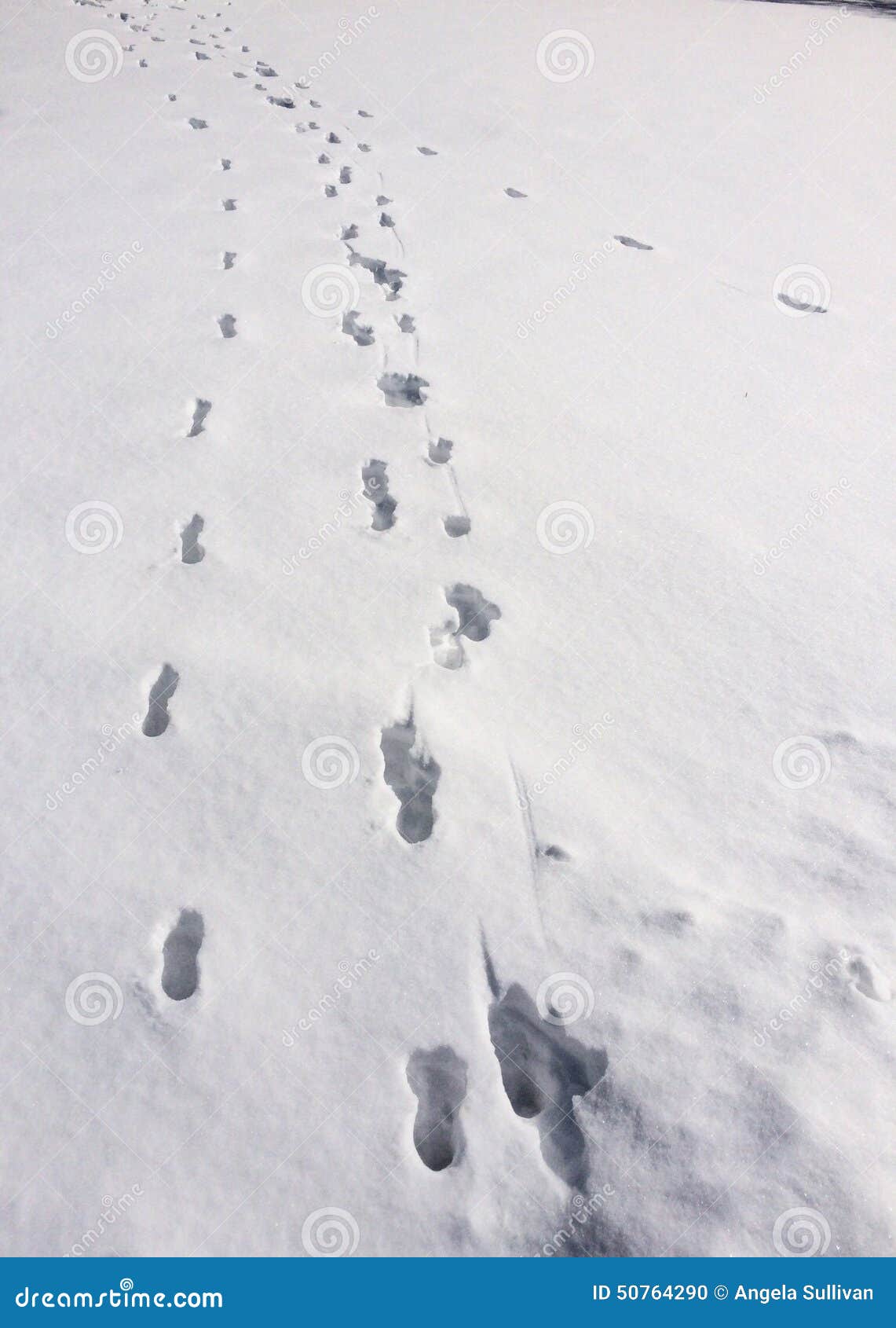 Бегу по следам песня. Следы на снегу. Следы медведя на снегу. Следы столбики на снегу. Медвежьи следы на снегу.