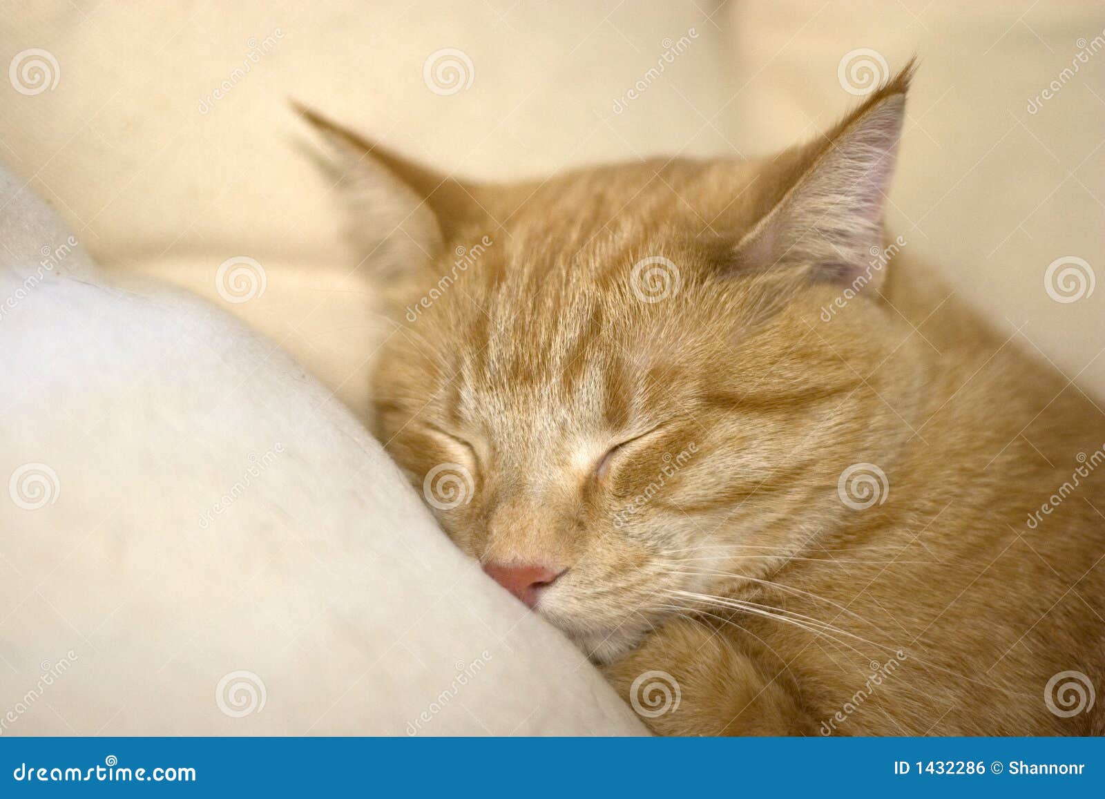 Кот дремота