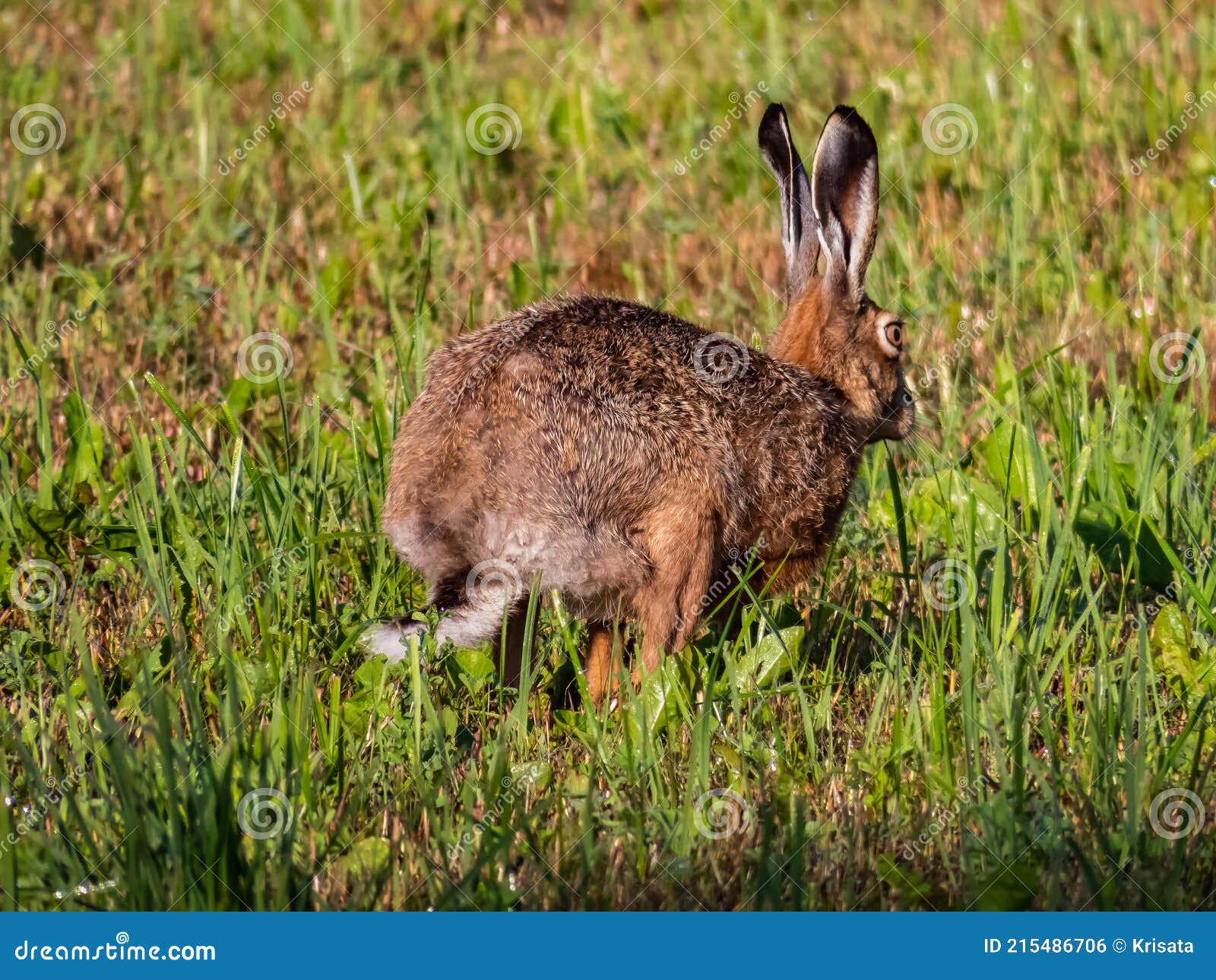 европейский заяц или коричневый заяц в траве окружен зеленью рано утром  летом Стоковое Фото - изображение насчитывающей европейско, млекопитающее:  215486706