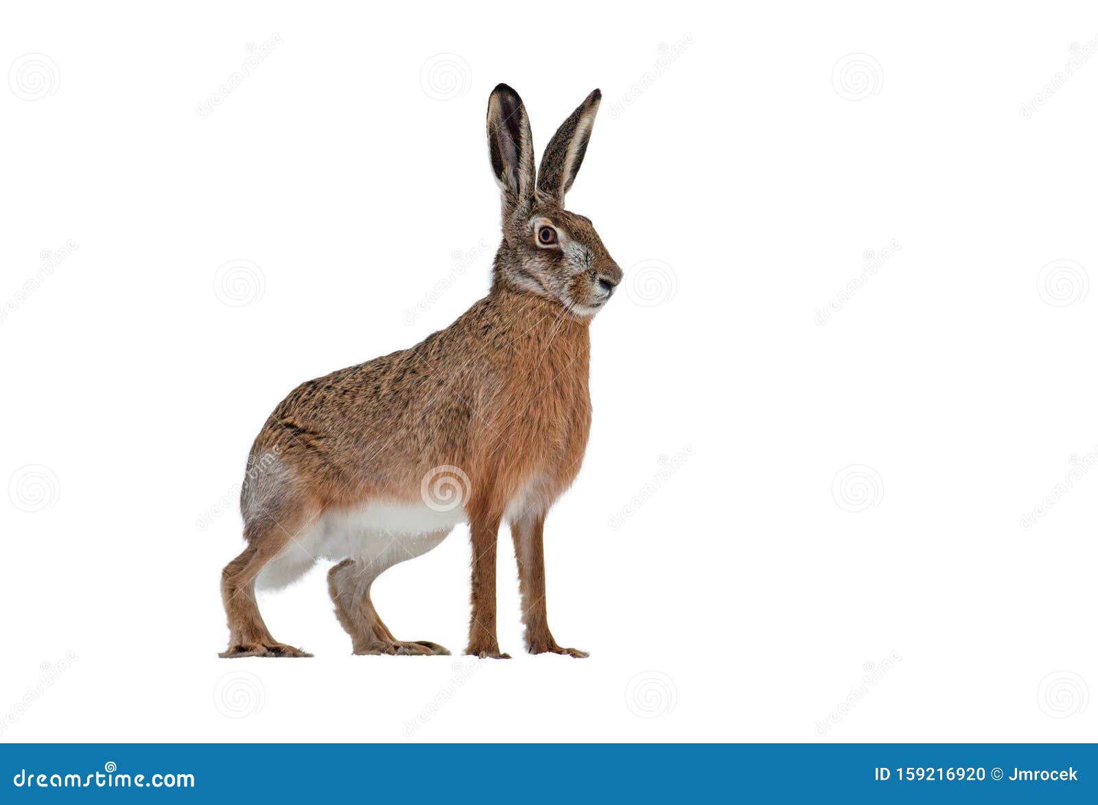 Европейский коричневый заяц, изолированный на белом фоне Стоковое Фото -  изображение насчитывающей изолировано, стоять: 159216920