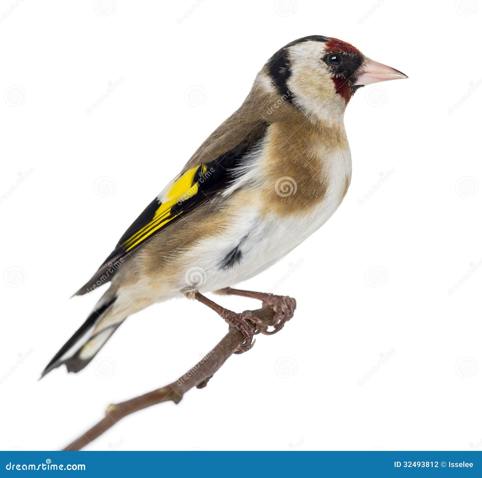 Европейский Goldfinch, Щегол Щегла, Садился На Насест На Ветви.