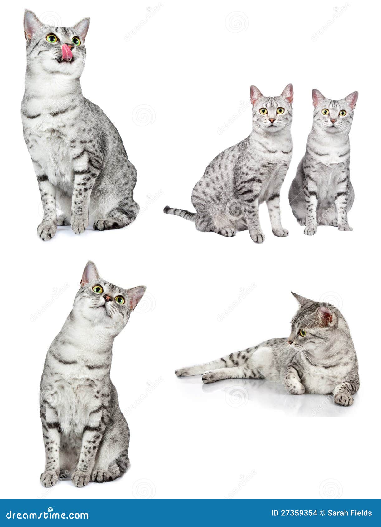 Египетские коты Mau стоковое фото. изображение насчитывающей глаза -  27359354