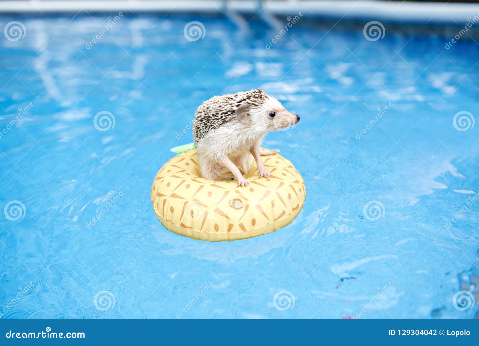 Ежик в воде. Ежик на надувном круге. Ежик купается. Еж в бассейне. Ежик плавает в бассейне.