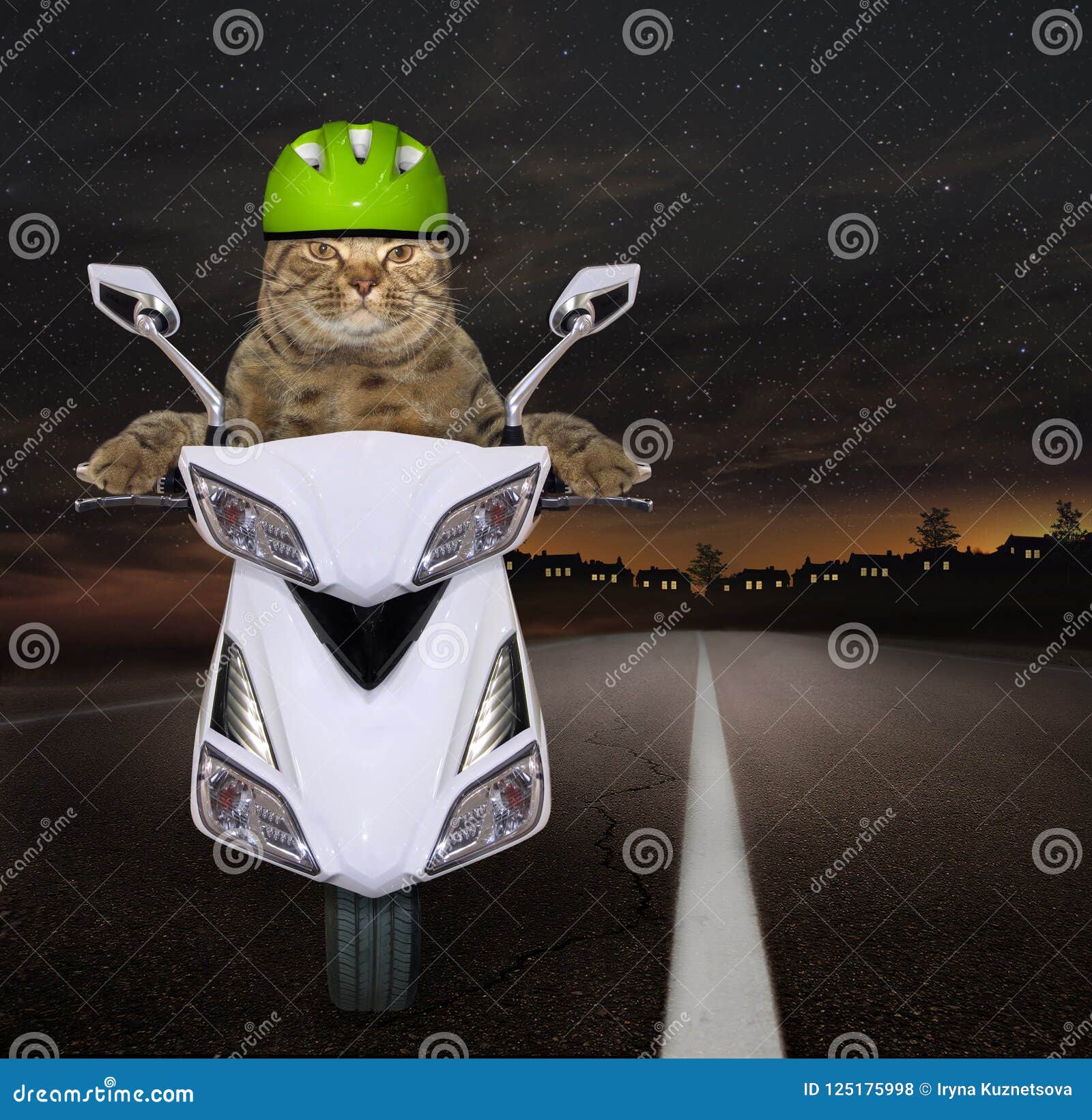 Кот в шлеме на мотоцикле