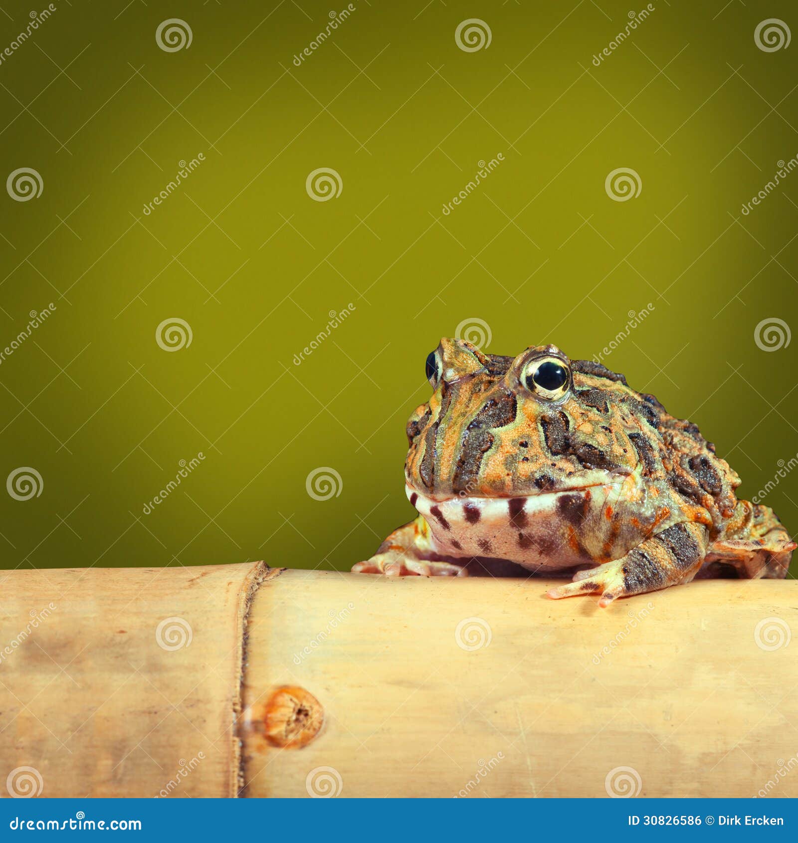 Жаба лягушки Pacman смешная тропическая Стоковое Фото - изображение  насчитывающей парагвай, рогатый: 30826586