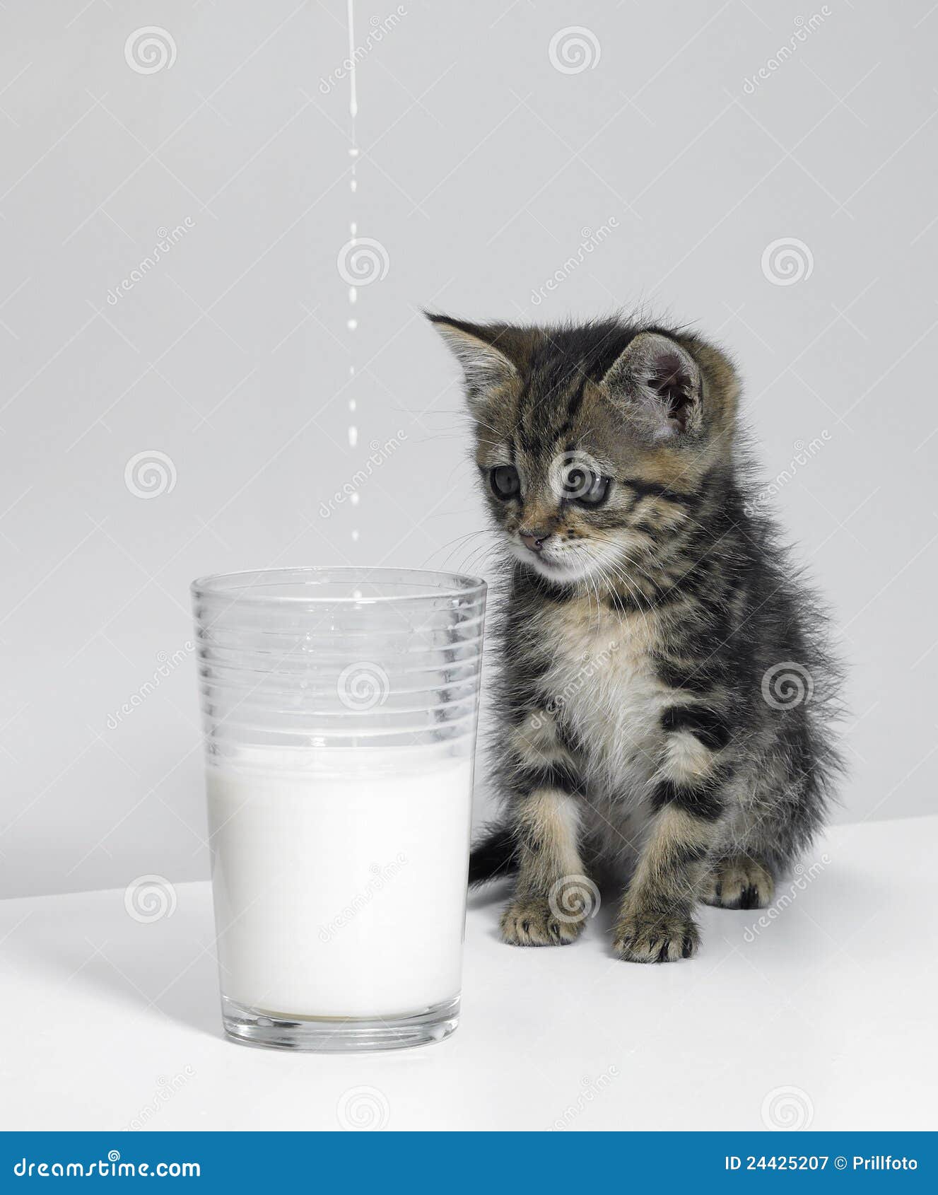 Можно котам кефир. Молоко для котят. Котенок пьет молочко. Котенок пьет молоко. Котенок в молоке.
