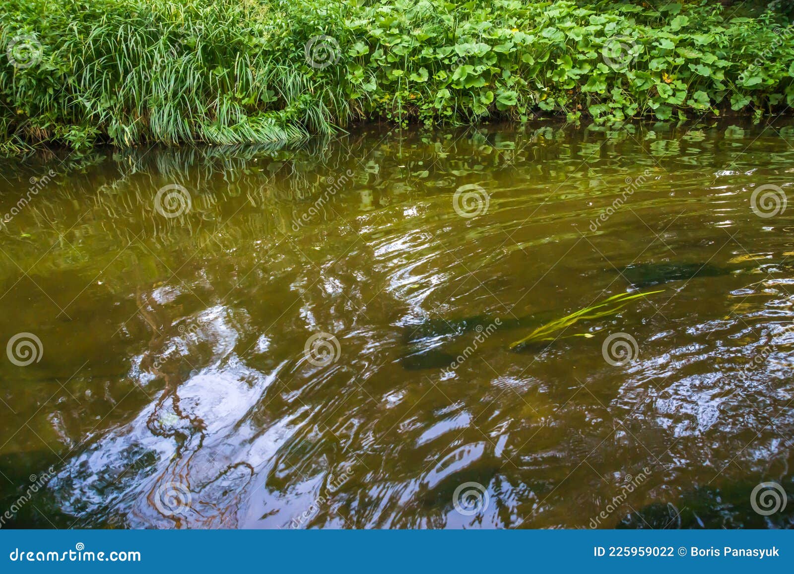желтая река с зелеными берегами Стоковое Фото - изображение насчитывающей  рогоз, деформации: 225959022
