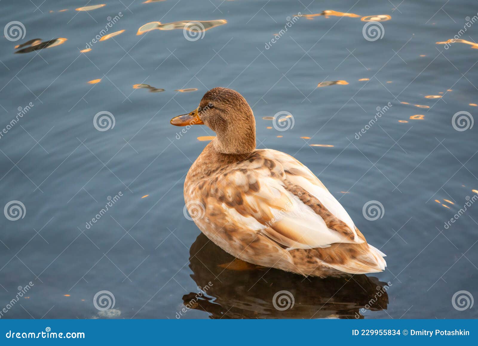 желтая цветная маргардская утка плавает в пруду. животный полиморфизм  Стоковое Фото - изображение насчитывающей дичь, цвет: 229955834
