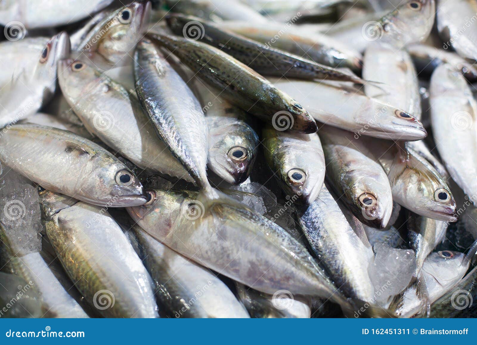 Jack fish что за рыба