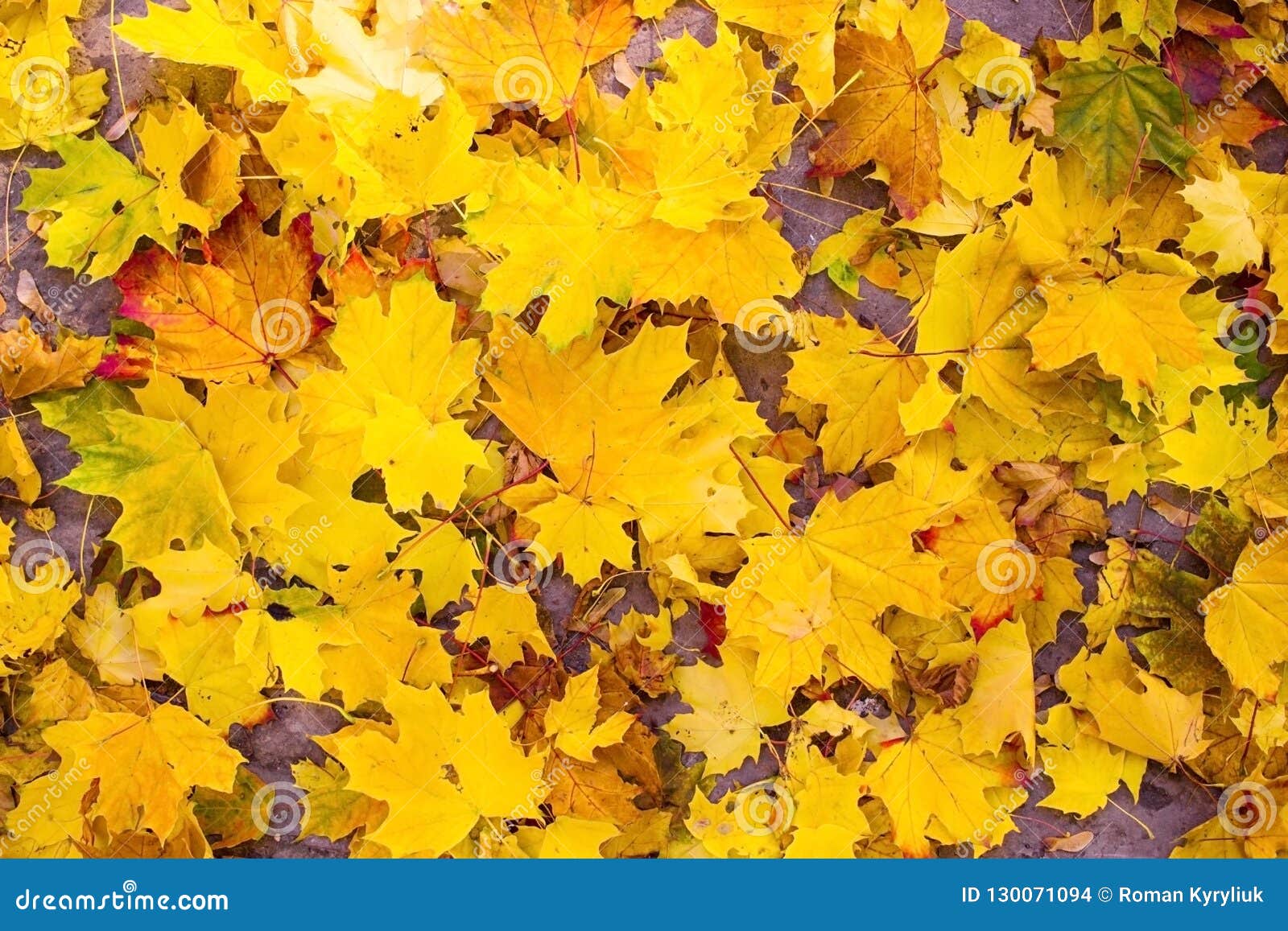 Желтые Листья Фото
