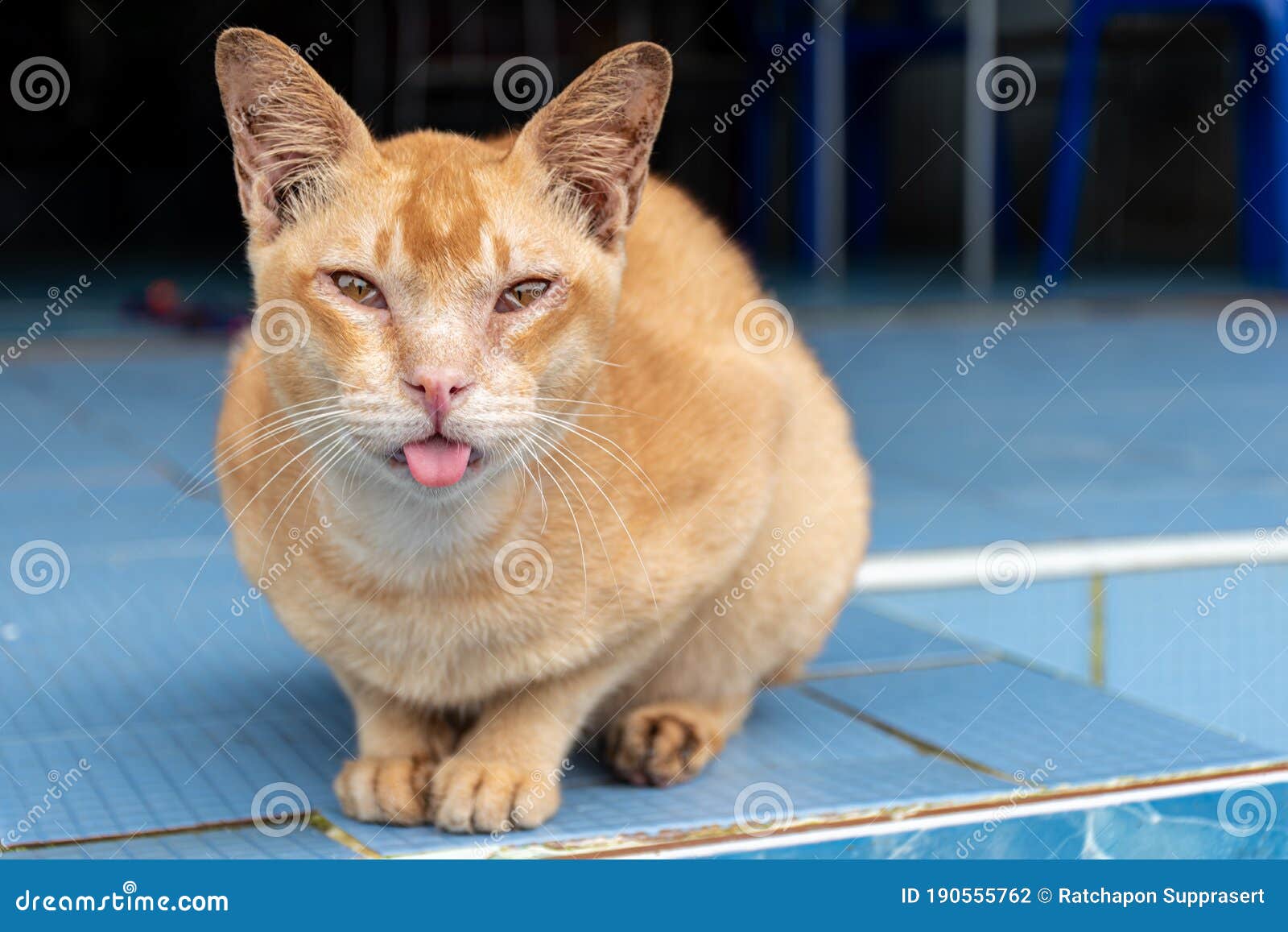 Желтый кот высовывает язык стоковое фото. изображение насчитывающей его -  190555762