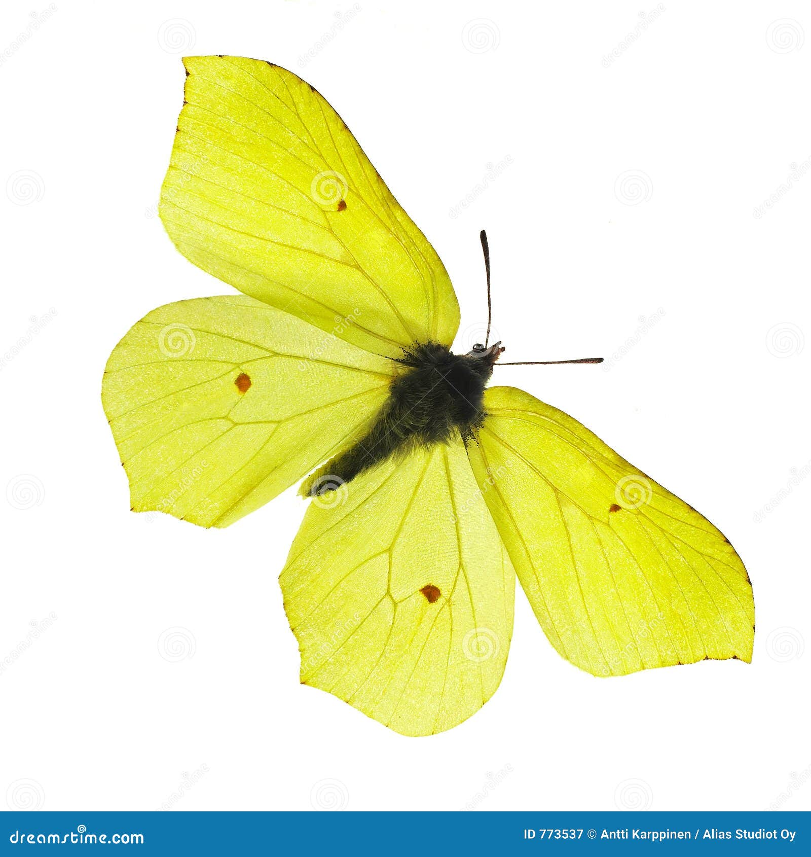 Бабочка лимонница рисунок. Бабочка лимонница крушинница. Жёлтая бабочка. Бабочка лимонница для детей. Жёлтая бабочка лимонница.