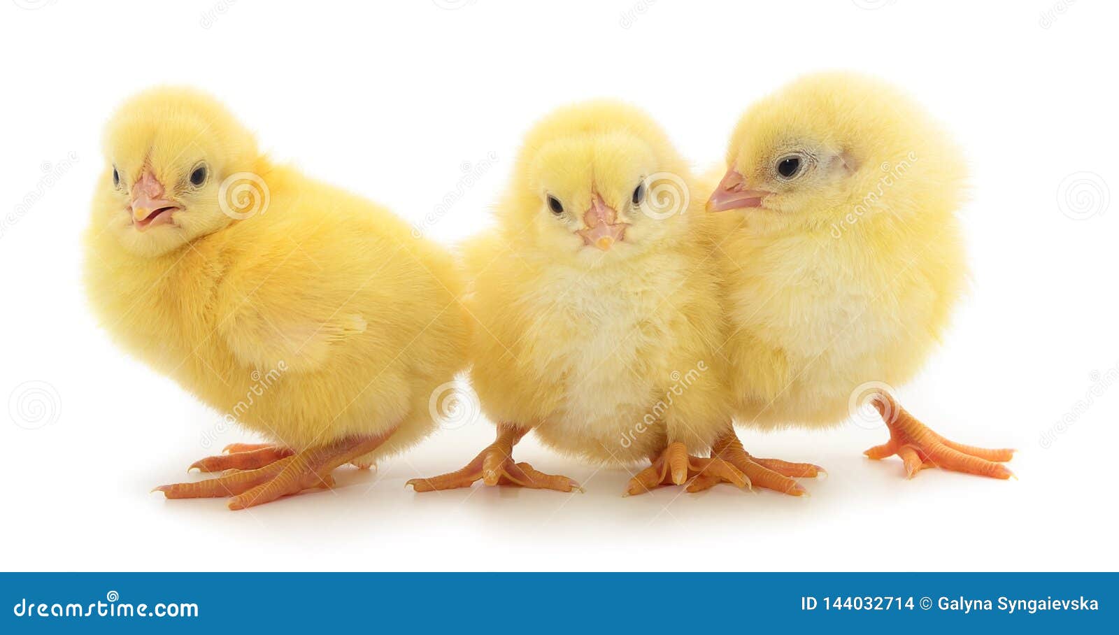 Маленькие цыпочки. Цыпленок желтого цвета. Желтый цыпленок на белом фоне. Куры Брама цыплята фото. Бройлер жужалари.