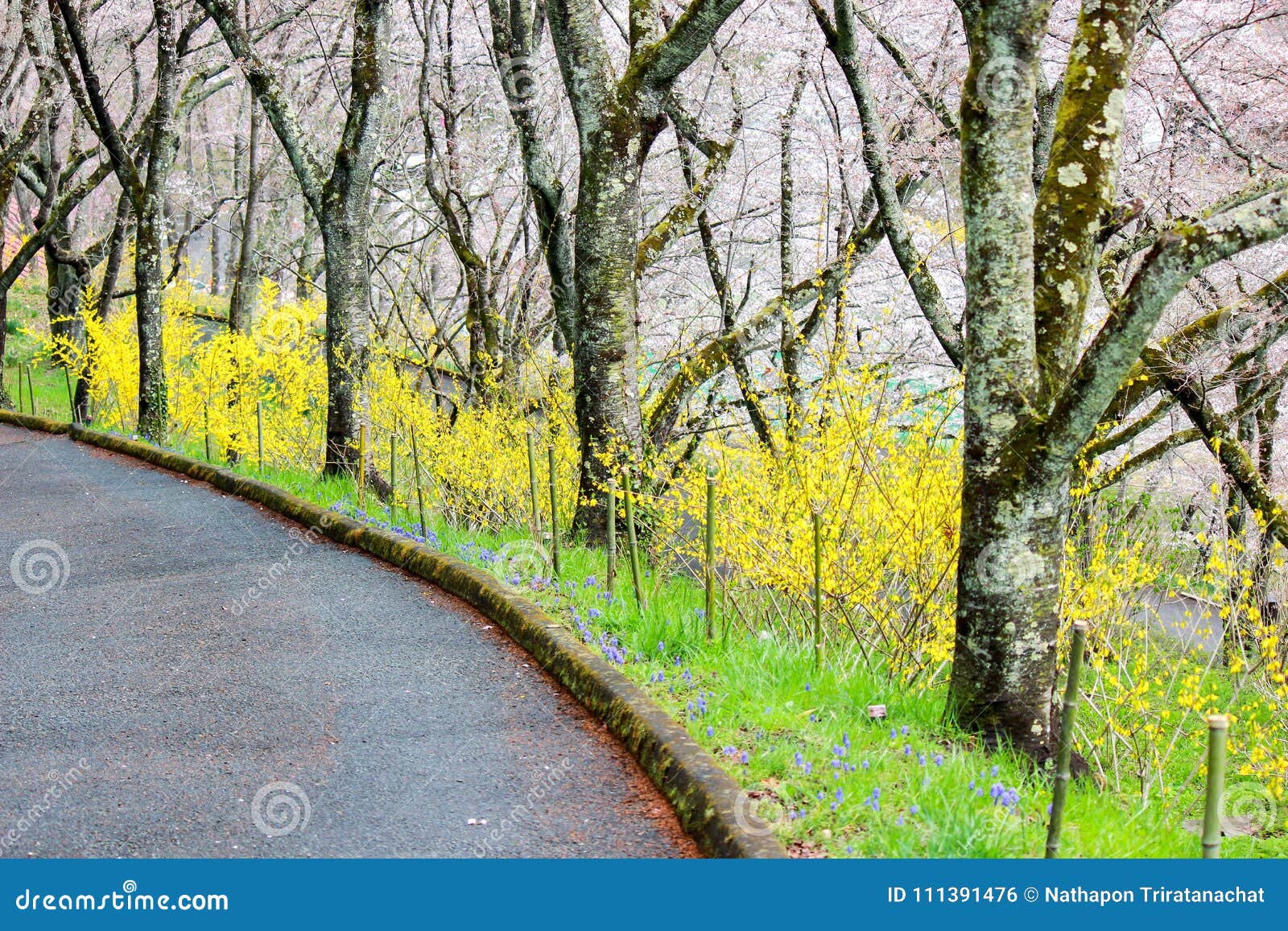 Желтый Forsythia И Вишневые Деревья Вдоль Дорожки В Shibata.