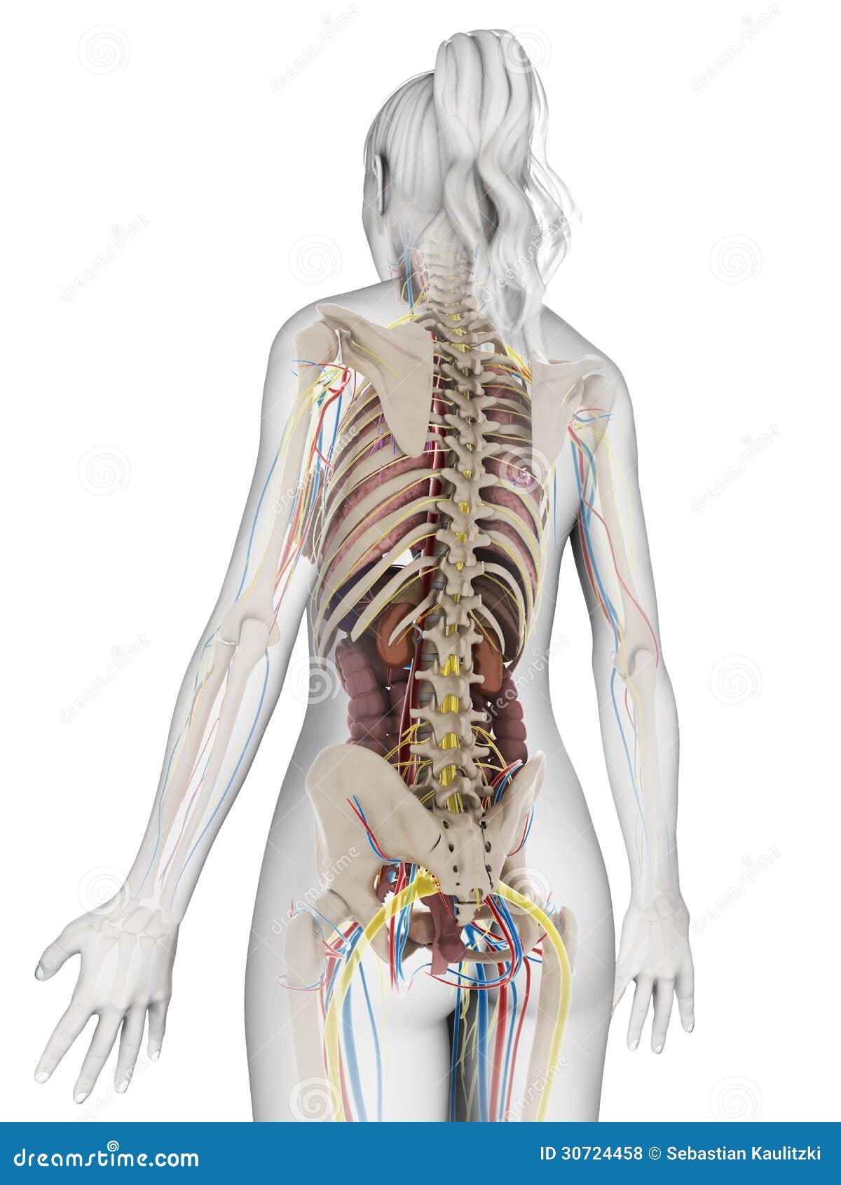 Строение человека внутренние со спины. Скелет человека со спины с органами. Скелет внутренних органов со спины.