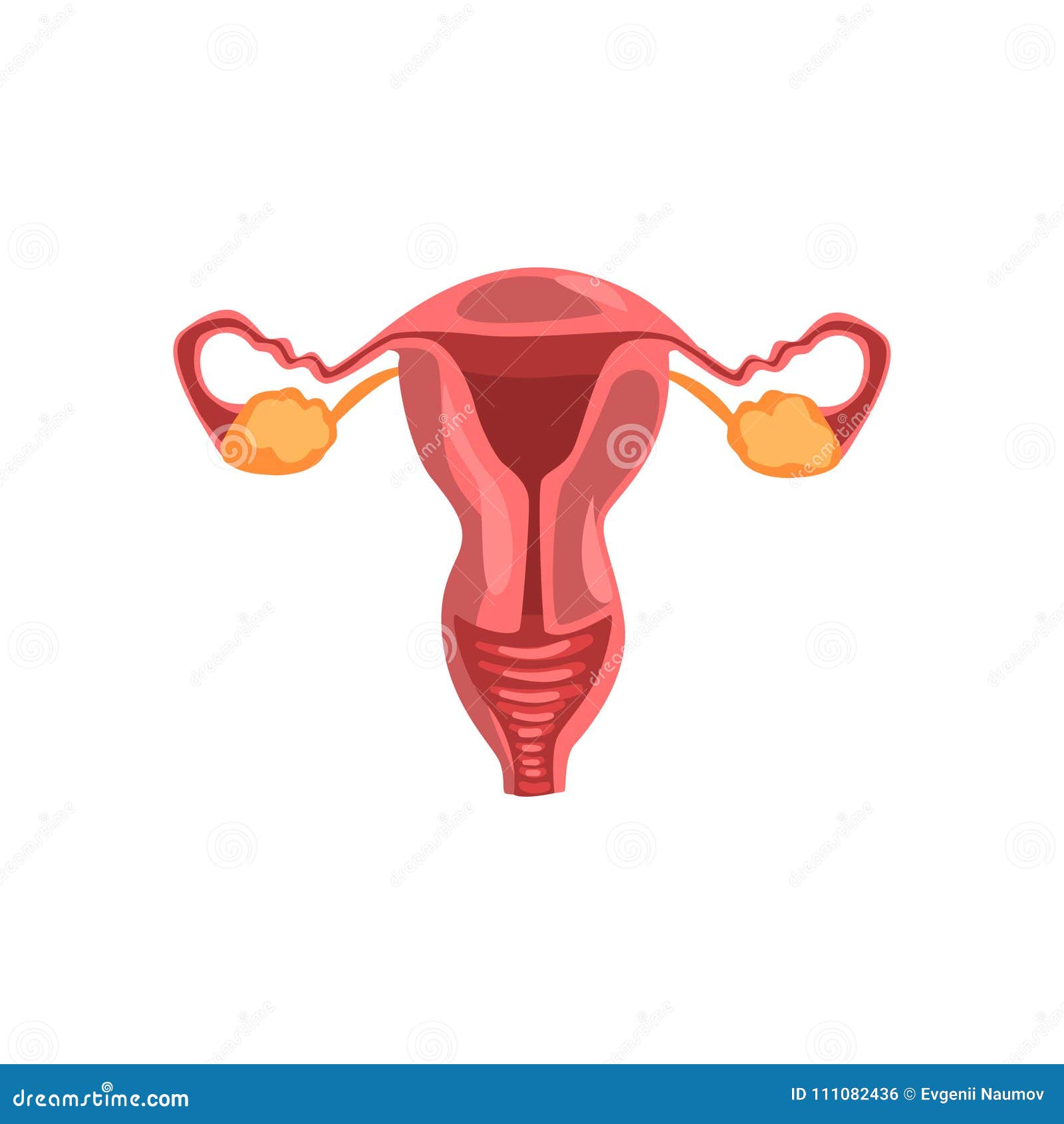 10 женских органов. Макет женских репродуктивных органов. Гинекология иллюстрации. Репродуктивная система вектор. Женская репродуктивная система 3d модель.