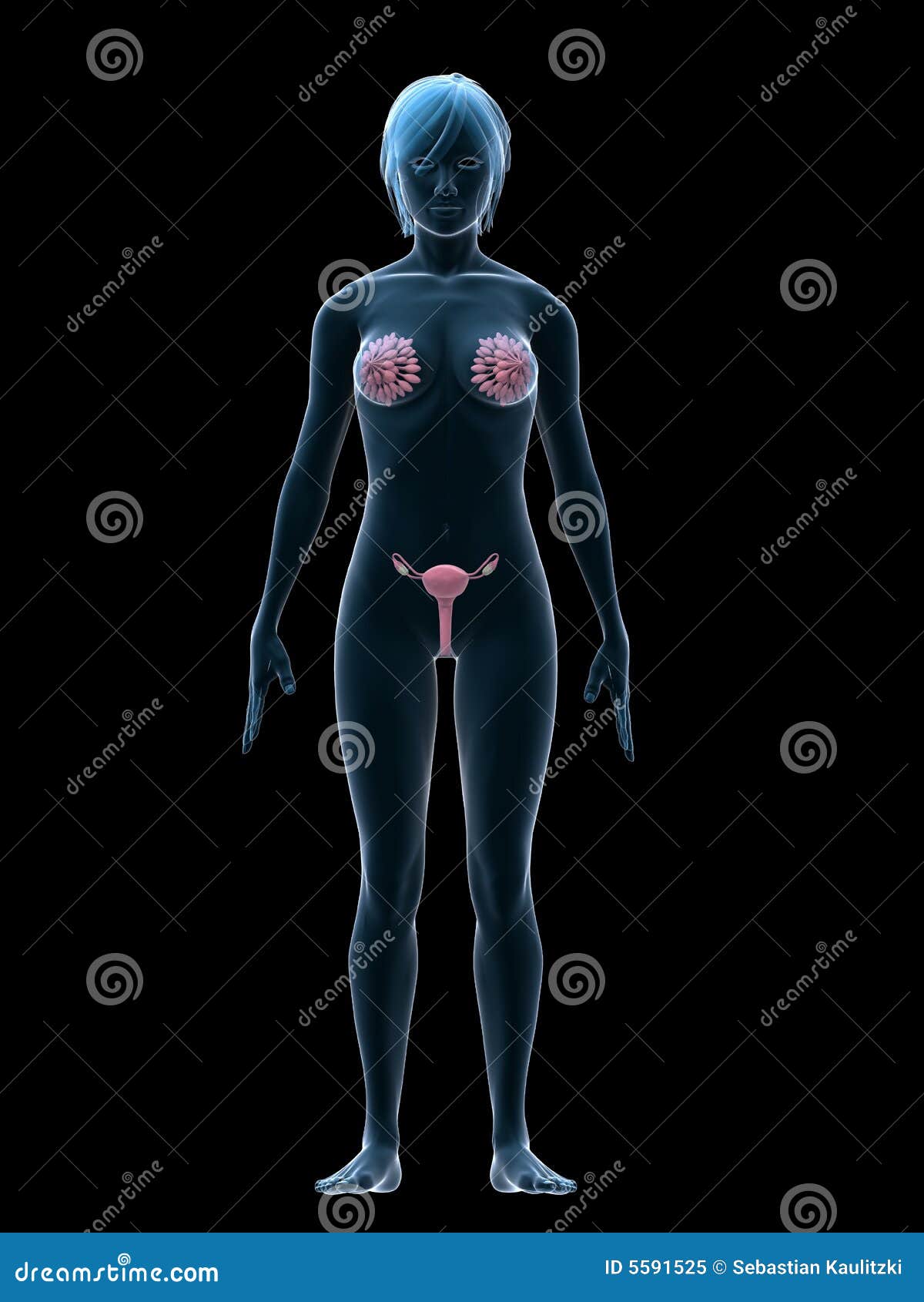 менструальный sex 