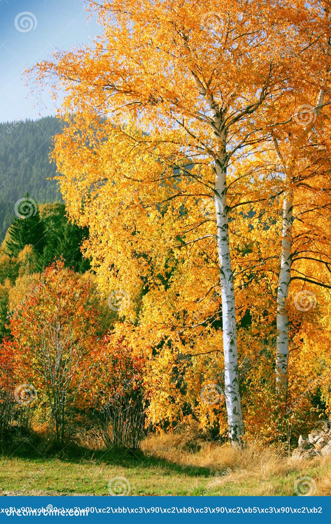 Желтая береза осени в древесинах Стоковое Изображение - изображение  насчитывающей бобра, листья: 75901075