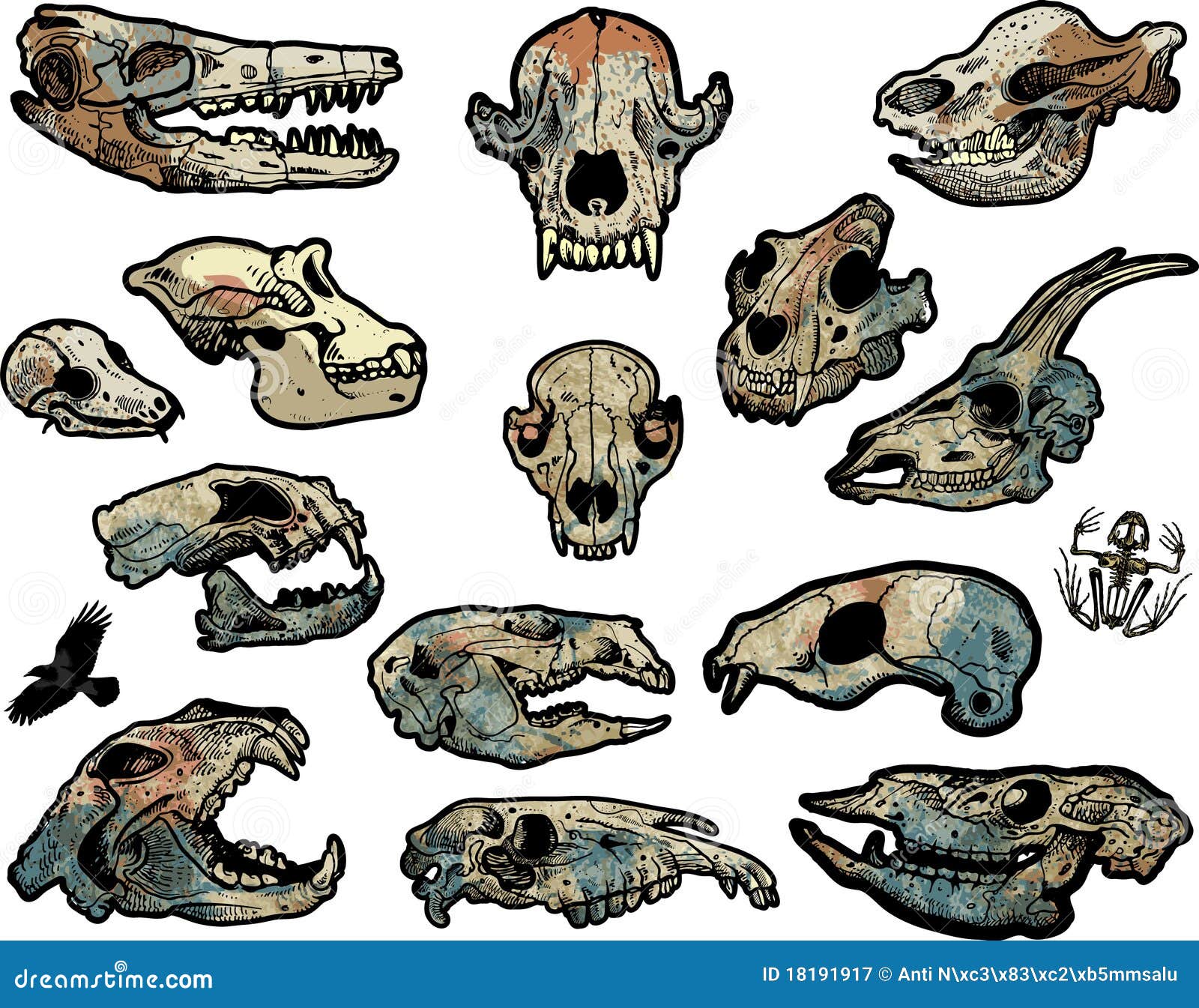 Если у животного имеется череп. Различные черепа животных. Черепа неизвестных животных.