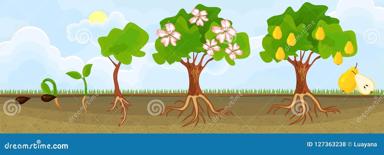 Вырос созрел. Этапы роста дерева. Дерево от семечка детям. Стадии роста дерева. Этапы роста овощей для дошкольников.