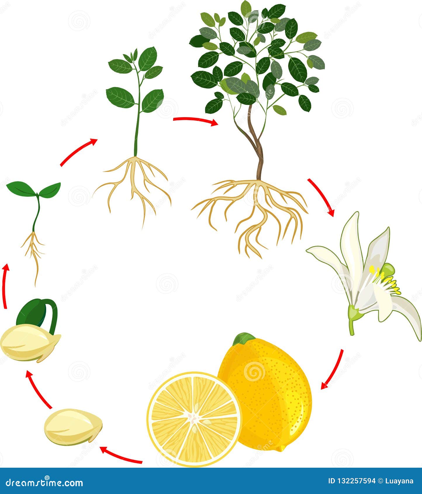 Жизненный цикл овощных растений по маркову. Лимонной дерево цикл. Этапы роста лимонного дерева. Цикл роста лимона для дошкольников. Цикл развития растений для детей.