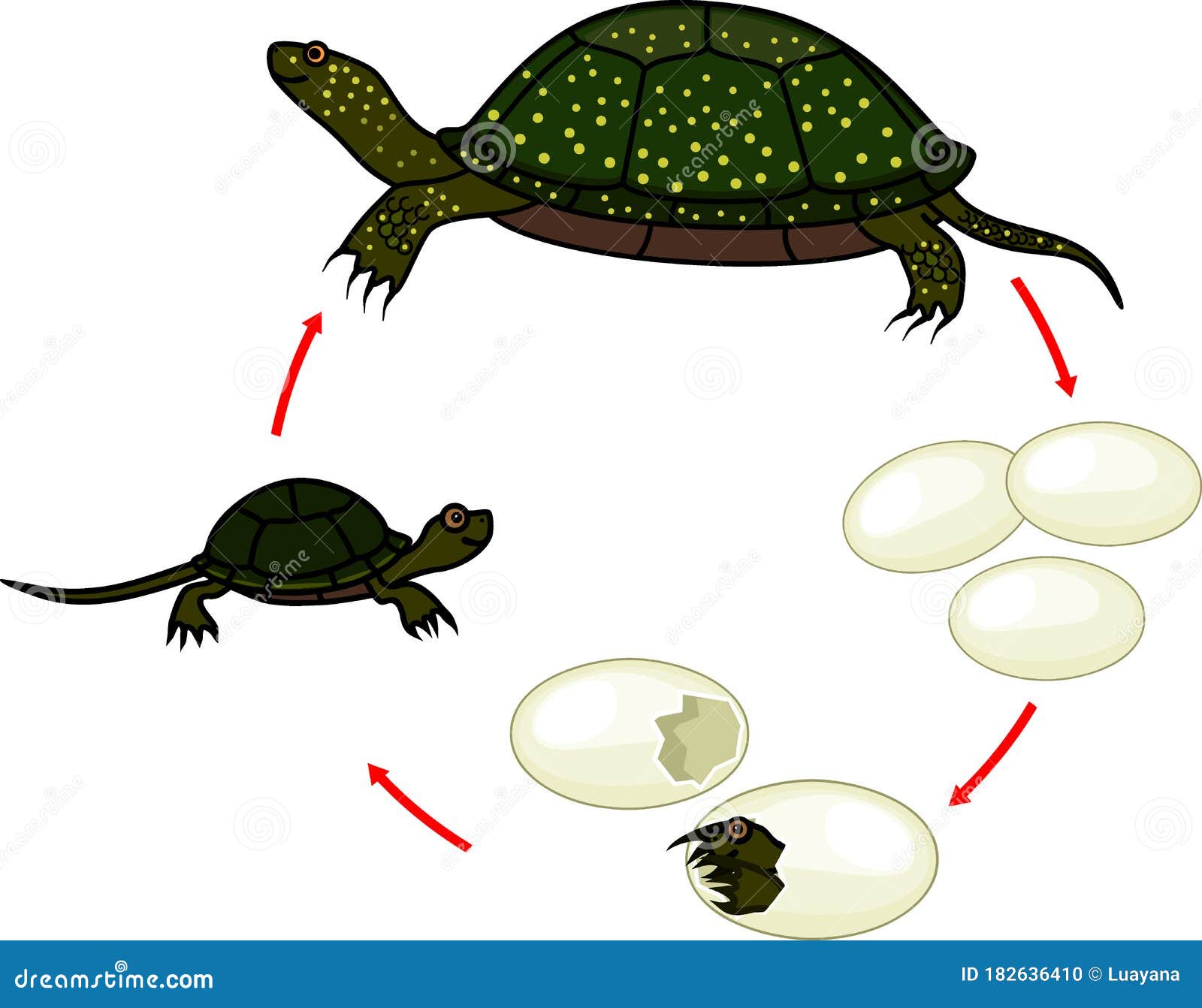 Черепахи развитие с метаморфозом. Жизненный цикл черепахи. Цикл жизни черепах. Этапы развития черепахи. Схема развития черепахи.