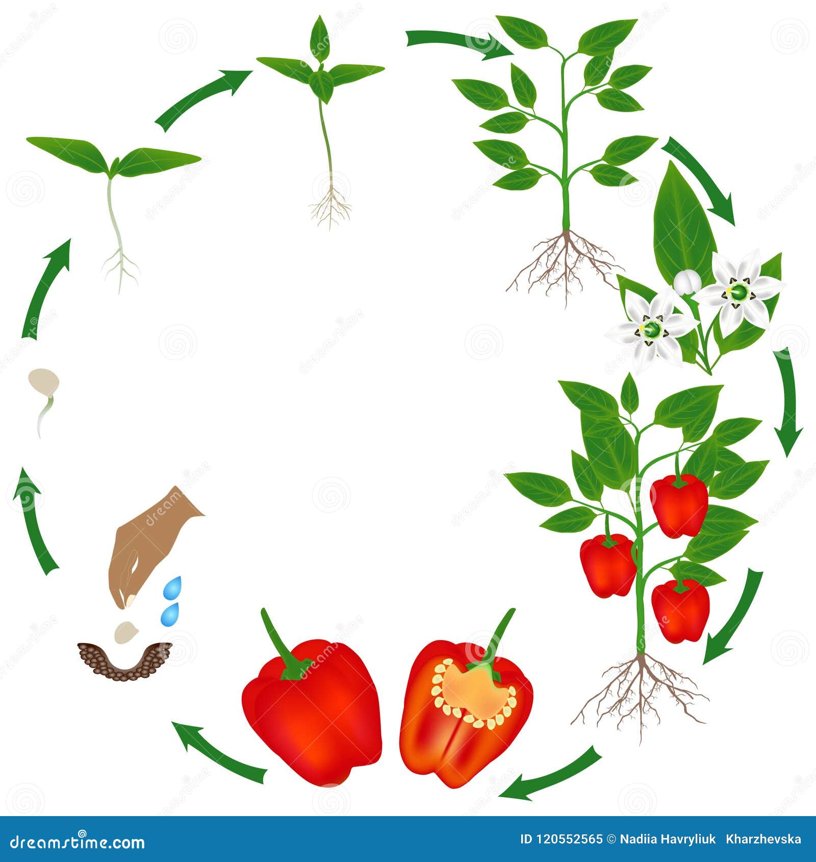 Жизненный цикл овощных растений по маркову. Жизненный цикл овощей для детей. Цикл томата. Жизненный цикл помидор для дошкольников. Цикл развития растений для дошкольников.