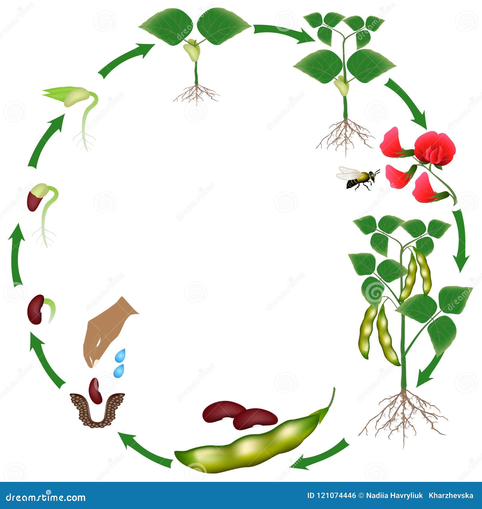 Жизненный цикл овощных растений по маркову. Жизненный цикл растений для дошкольников фасоль. Цикл развития фасоли. Цикл развития растений для дошкольников. Цикл роста гороха для детей.