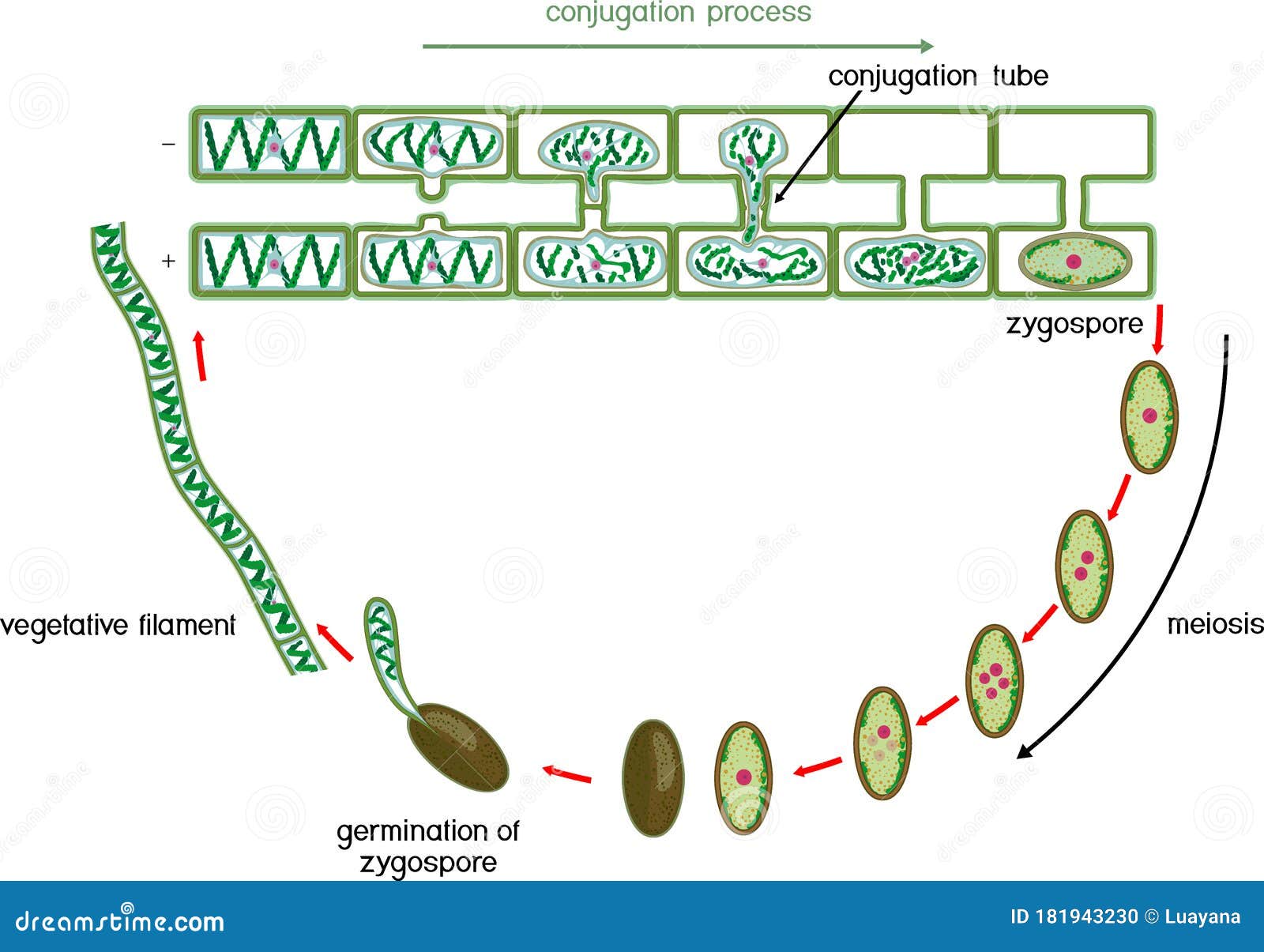 Конъюгация спирогиры. Цикл развития спирогиры. Жизненный цикл водорослей спирогира. Жизненного цикла водоросли Spirogyra. Цикл размножения спирогиры.