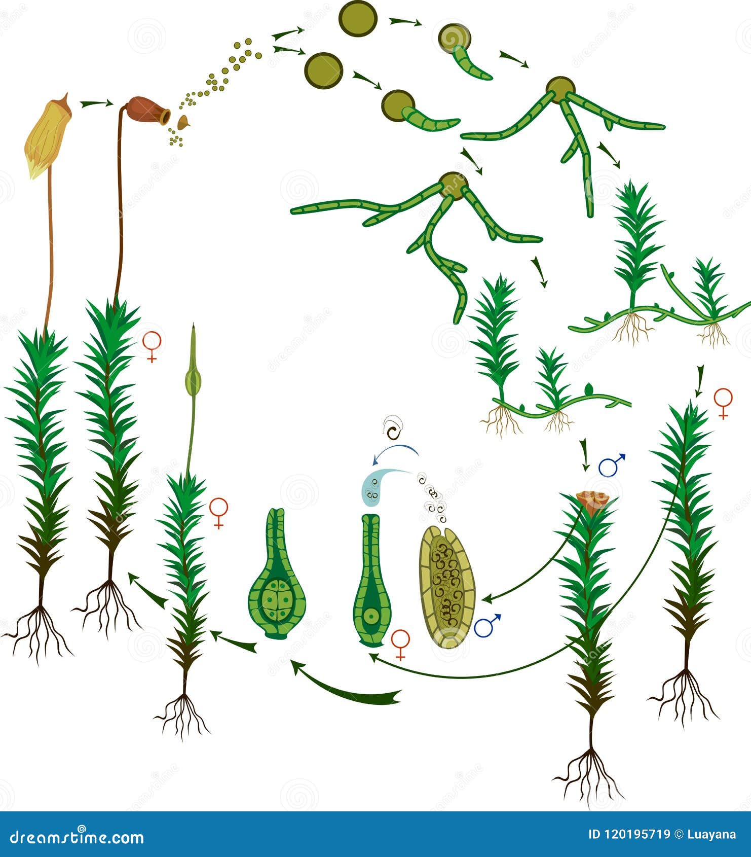 Спорофит мха кукушкин лен. Polytrichum commune жизненный цикл. Жизненный цикл политриха обыкновенного. Спора протонема мох. Жизненный цикл политрихума обыкновенного..