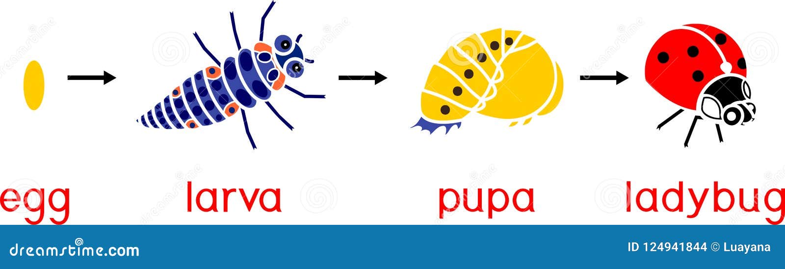 Божья коровка развитие насекомого